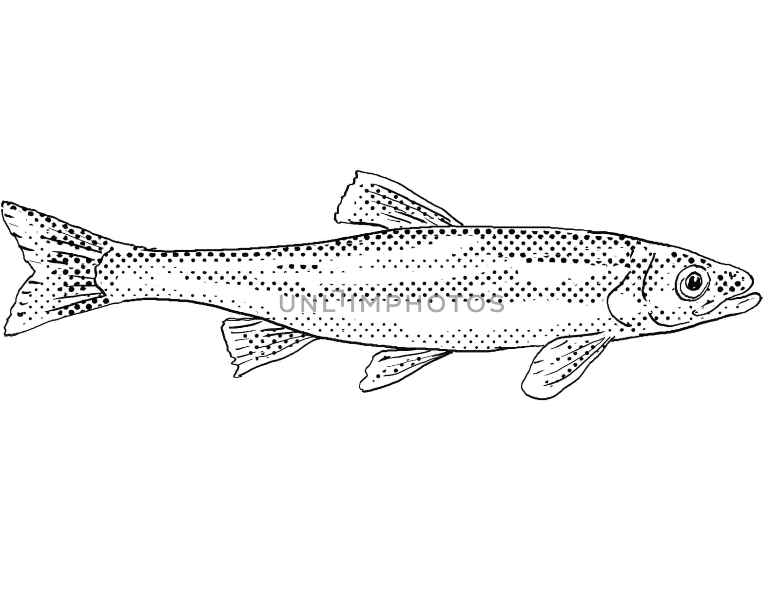 Cartoon style line drawing of a redside dace or Clinostomus elongatus a freshwater fish endemic to North America with halftone dots shading on isolated background in black and white.