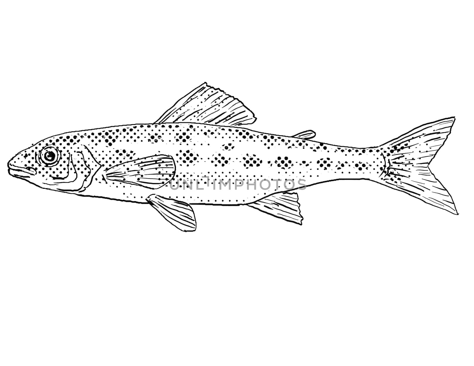 Cartoon style line drawing of a Percopsis omiscomaycus or trout-perch, grounder or sand minnow a freshwater fish endemic to North America with halftone dots shading on isolated background in black and white.