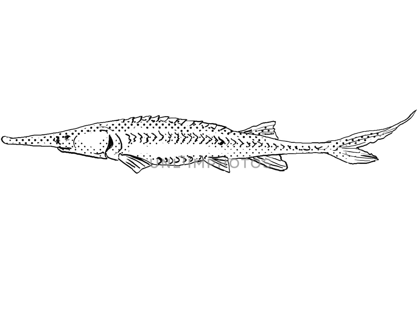 Cartoon style line drawing of a pallid sturgeon or Scaphirhynchus albus  a freshwater fish endemic to North America with halftone dots shading on isolated background in black and white.