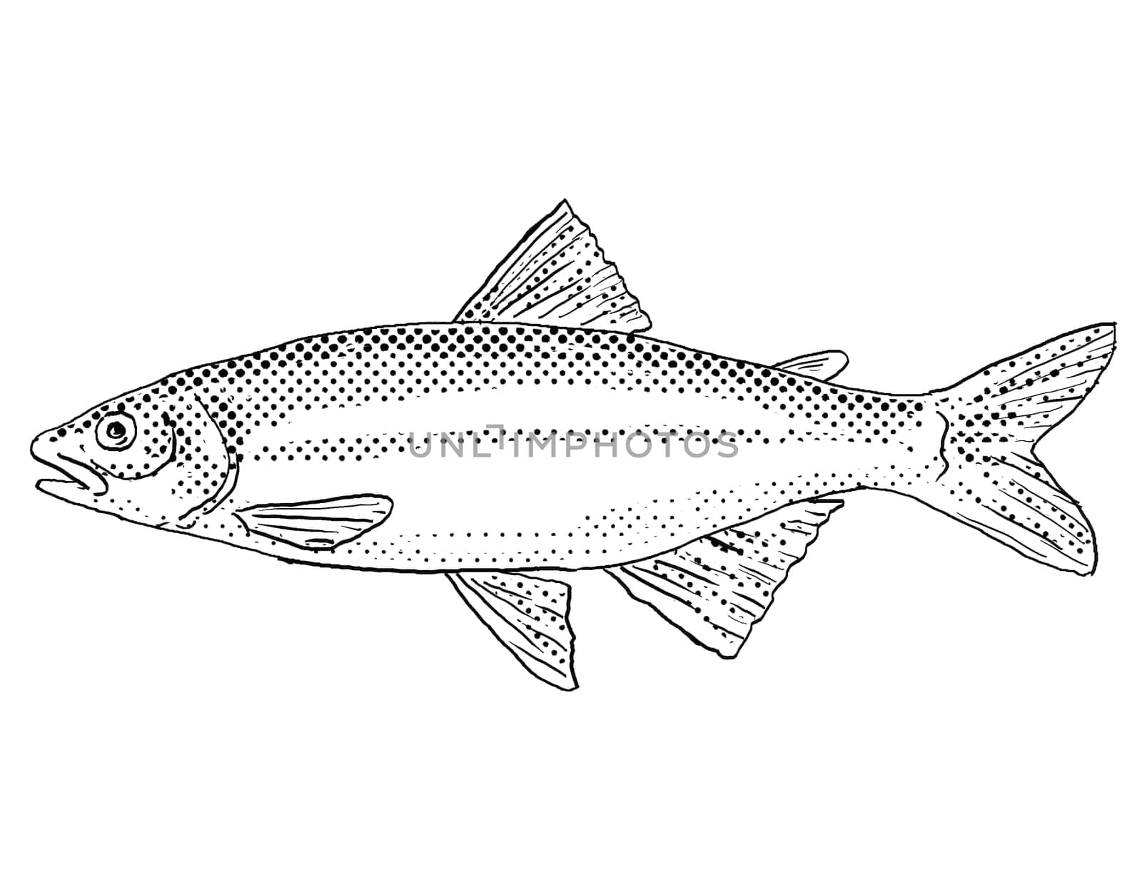 Cartoon style line drawing of a satinfin shiner or Cyprinella analostana a freshwater fish endemic to North America with halftone dots shading on isolated background in black and white.
