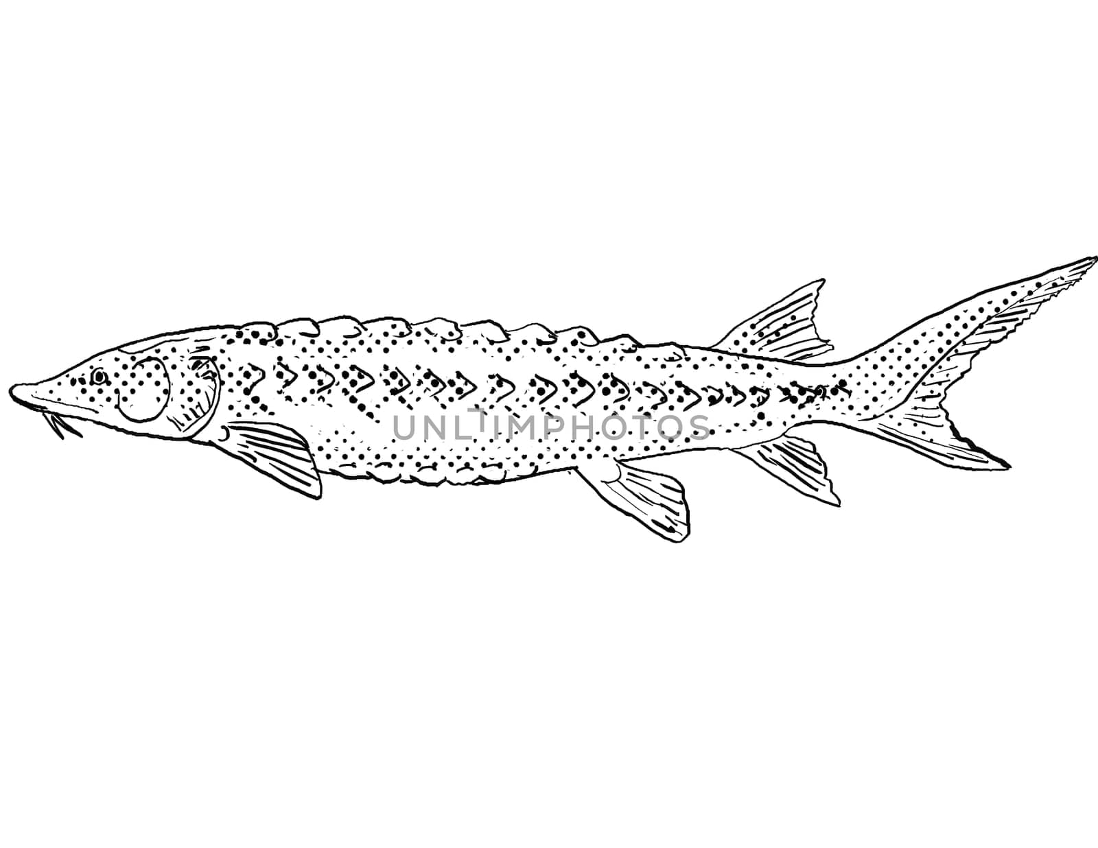 Cartoon style line drawing of a shortnose sturgeon or Acipenser brevirostrum a freshwater fish endemic to North America with halftone dots shading on isolated background in black and white.