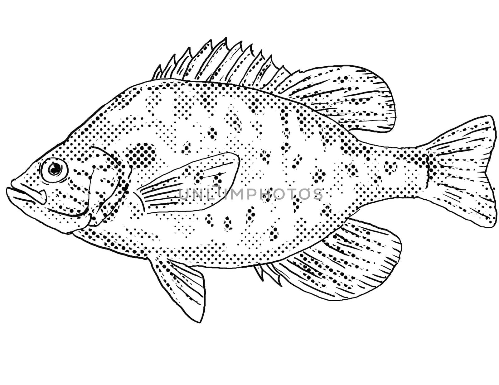 Cartoon style line drawing of an orangespotted sunfish or Lepomis humilis  a freshwater fish endemic to North America with halftone dots shading on isolated background in black and white.