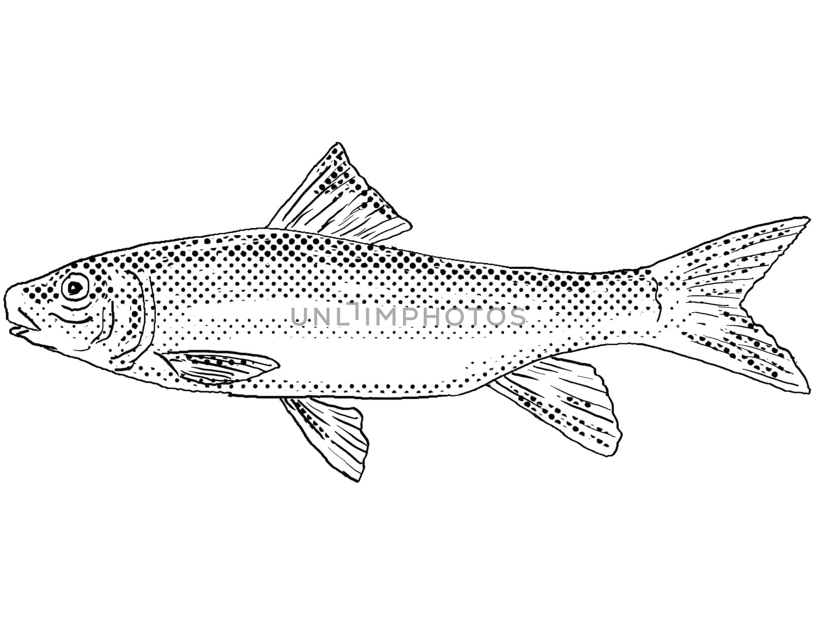 Cartoon style line drawing of a spotted sucker or Minytrema melanops a freshwater fish endemic to North America with halftone dots shading on isolated background in black and white.