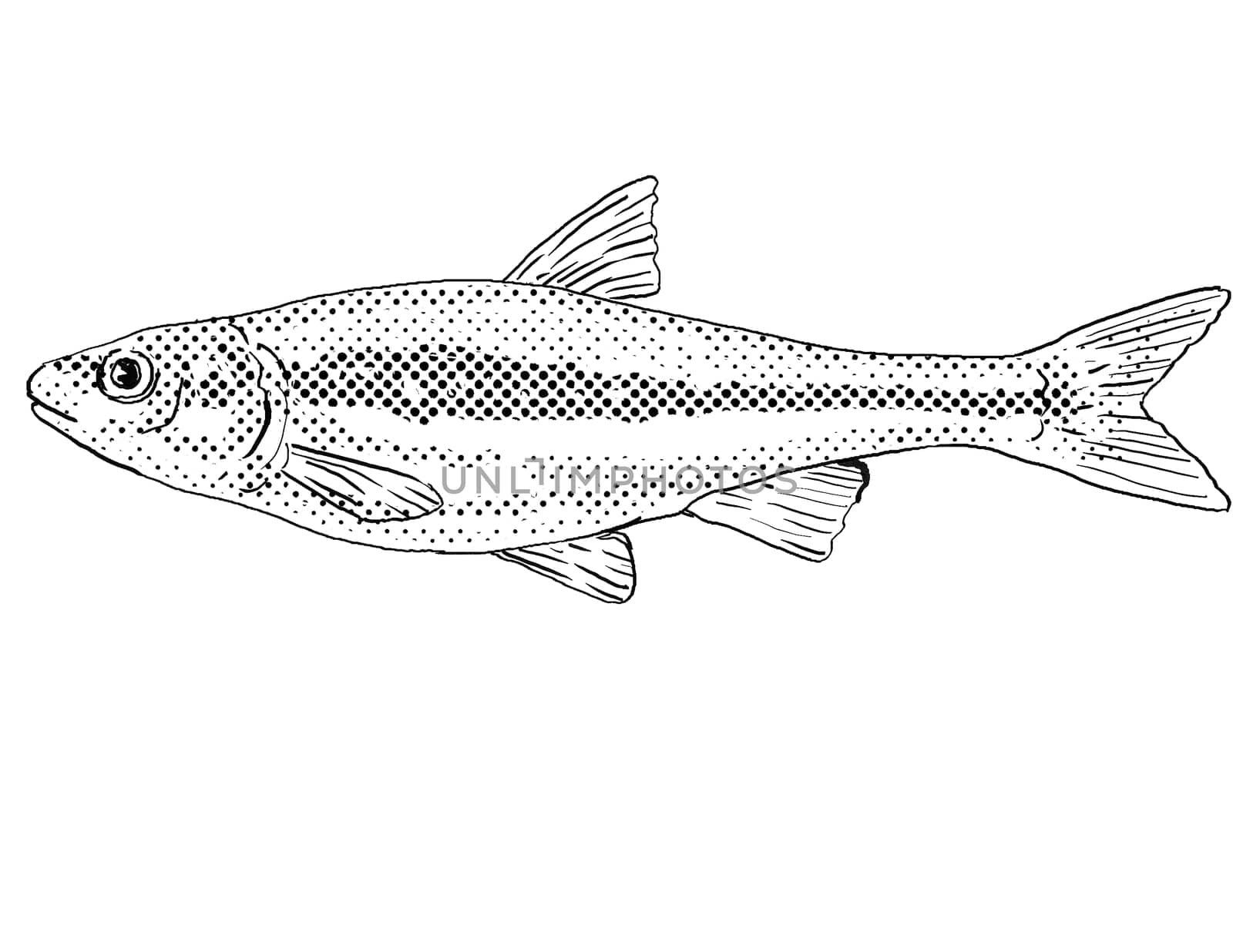 Cartoon style line drawing of a Silverjaw minnow or Ericymba buccata a freshwater fish endemic to North America with halftone dots shading on isolated background in black and white.