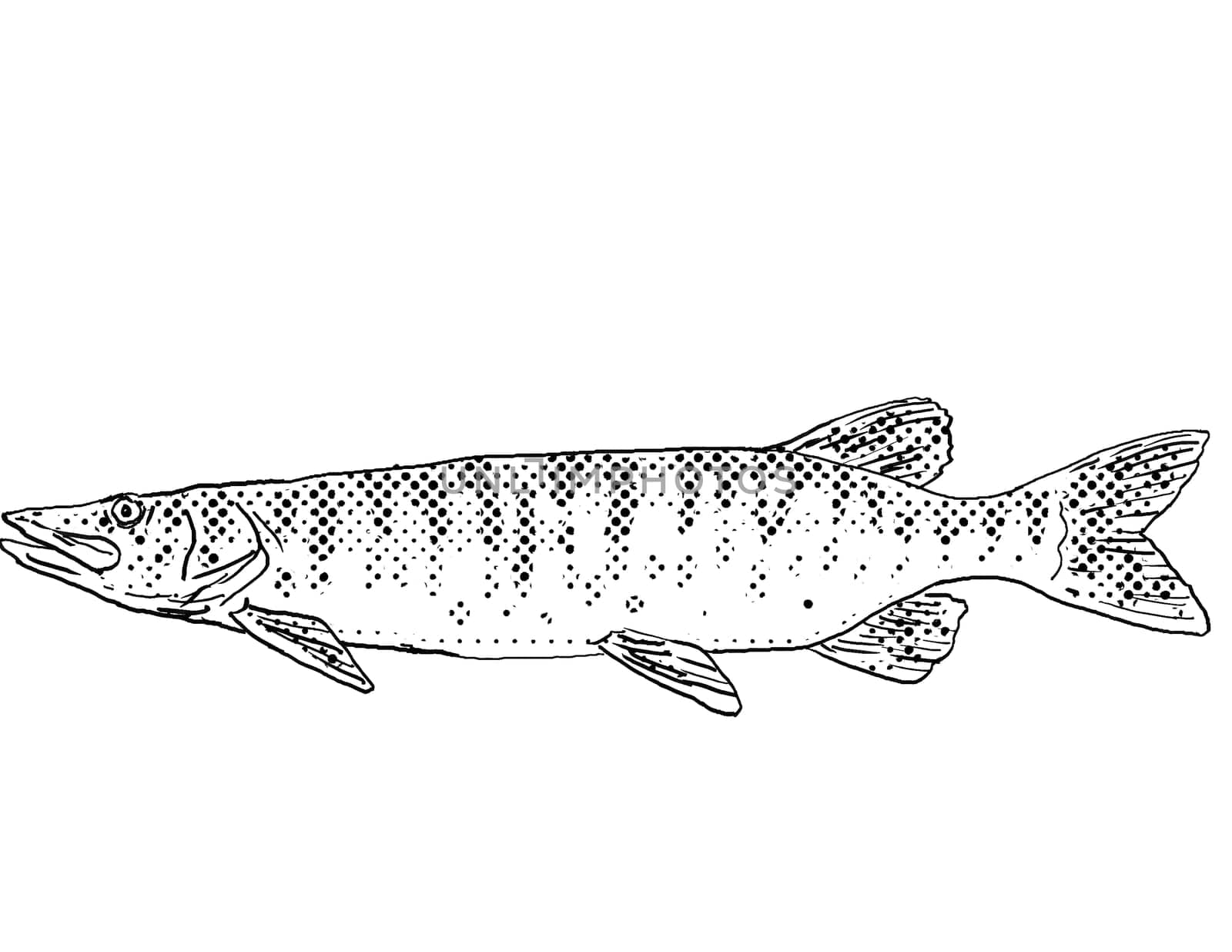 Cartoon style line drawing of a tiger muskellunge or Esox masquinongy lucius or Esox lucius masquinongy tiger muskie a freshwater fish endemic to North America with halftone dots shading on isolated background in black and white.