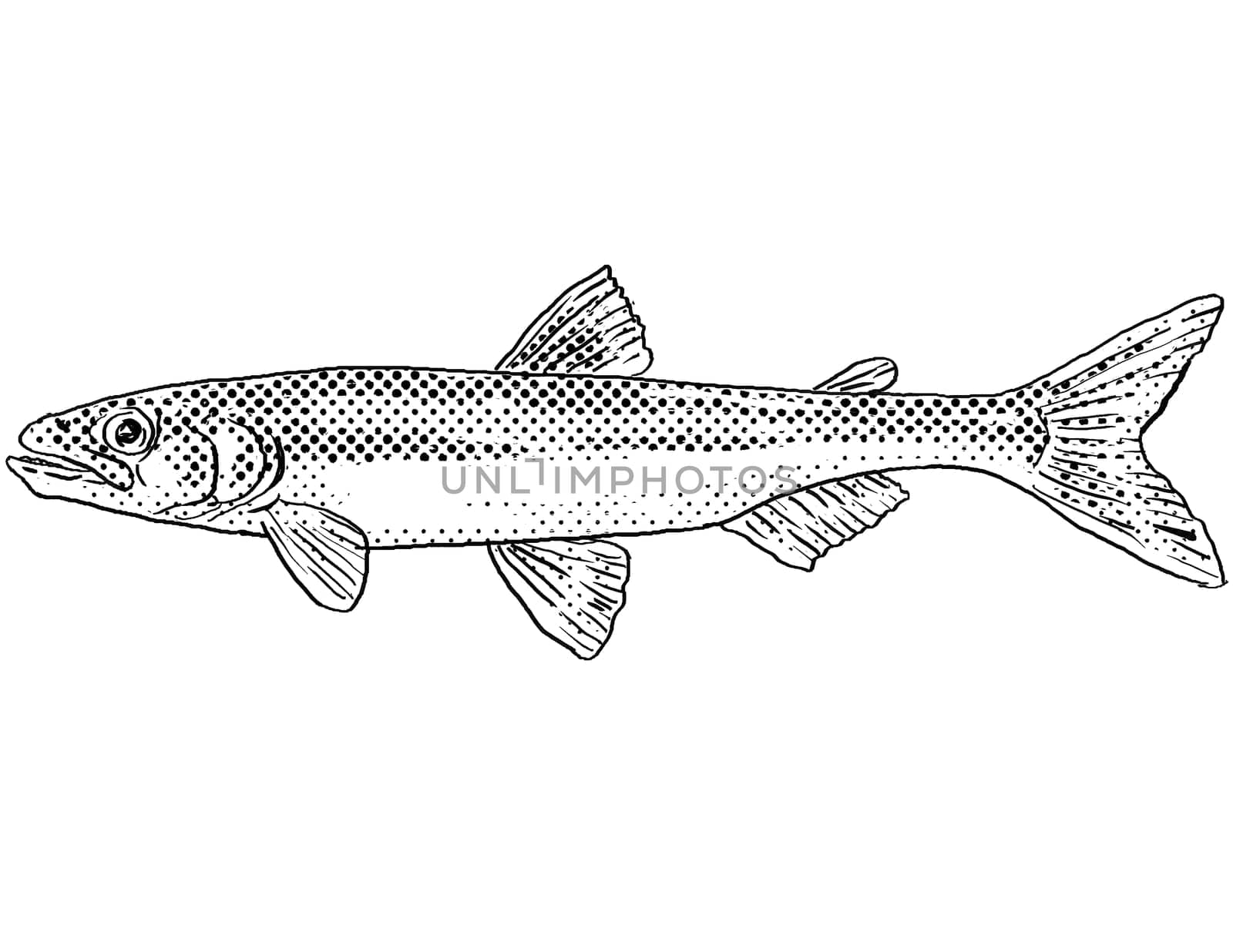 Cartoon style line drawing of a rainbow smelt or Osmerus mordax a freshwater fish endemic to North America with halftone dots shading on isolated background in black and white.