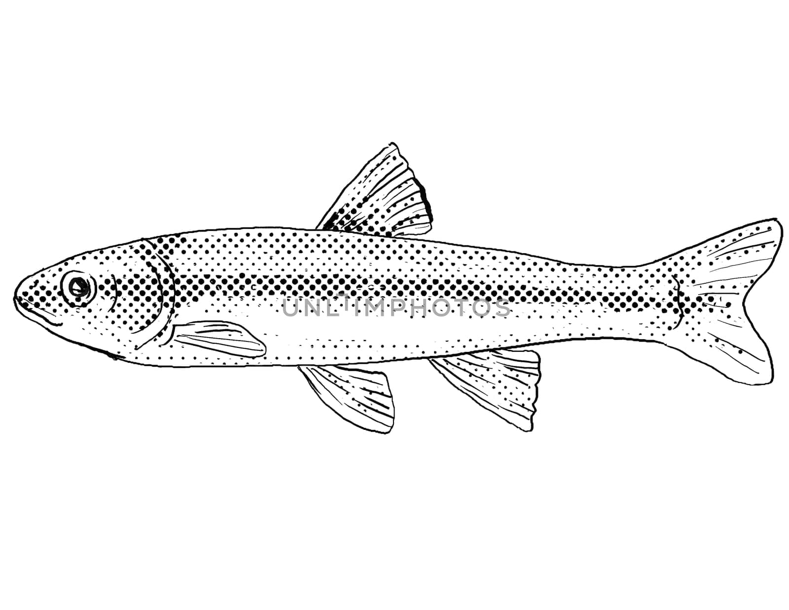 Cartoon style line drawing of a river chub or Nocomis micropogon a freshwater fish endemic to North America with halftone dots shading on isolated background in black and white.