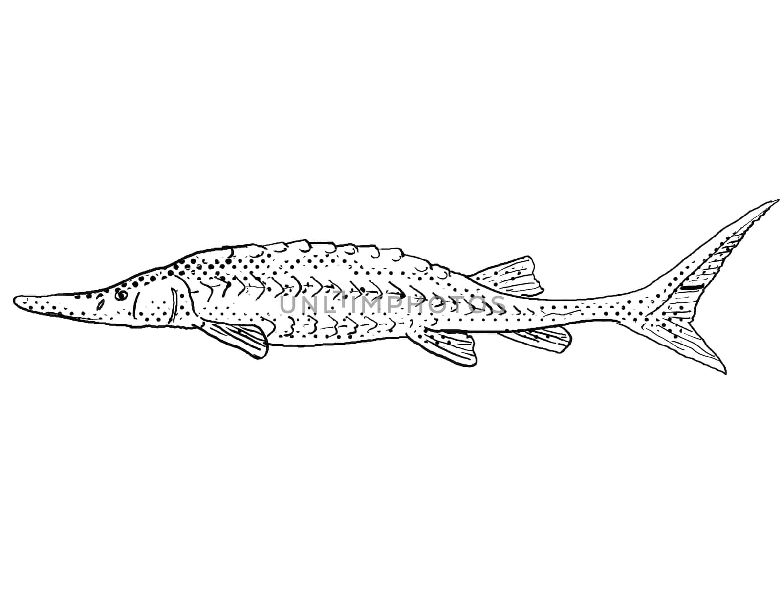 Cartoon style line drawing of a shovelnose sturgeon or Scaphirhynchus platorynchus a freshwater fish endemic to North America with halftone dots shading on isolated background in black and white.