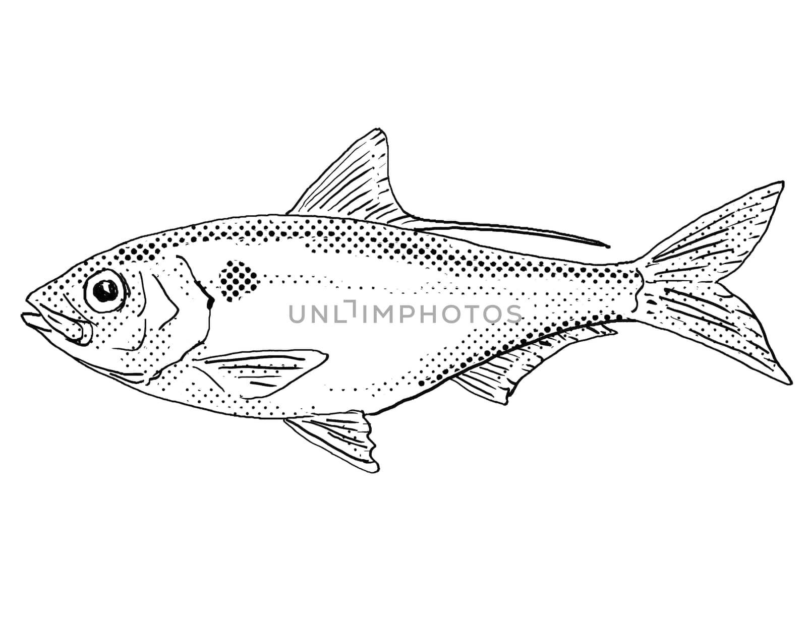 Cartoon style line drawing of a threadfin shad or Dorosoma petenense  a freshwater fish endemic to North America with halftone dots shading on isolated background in black and white.