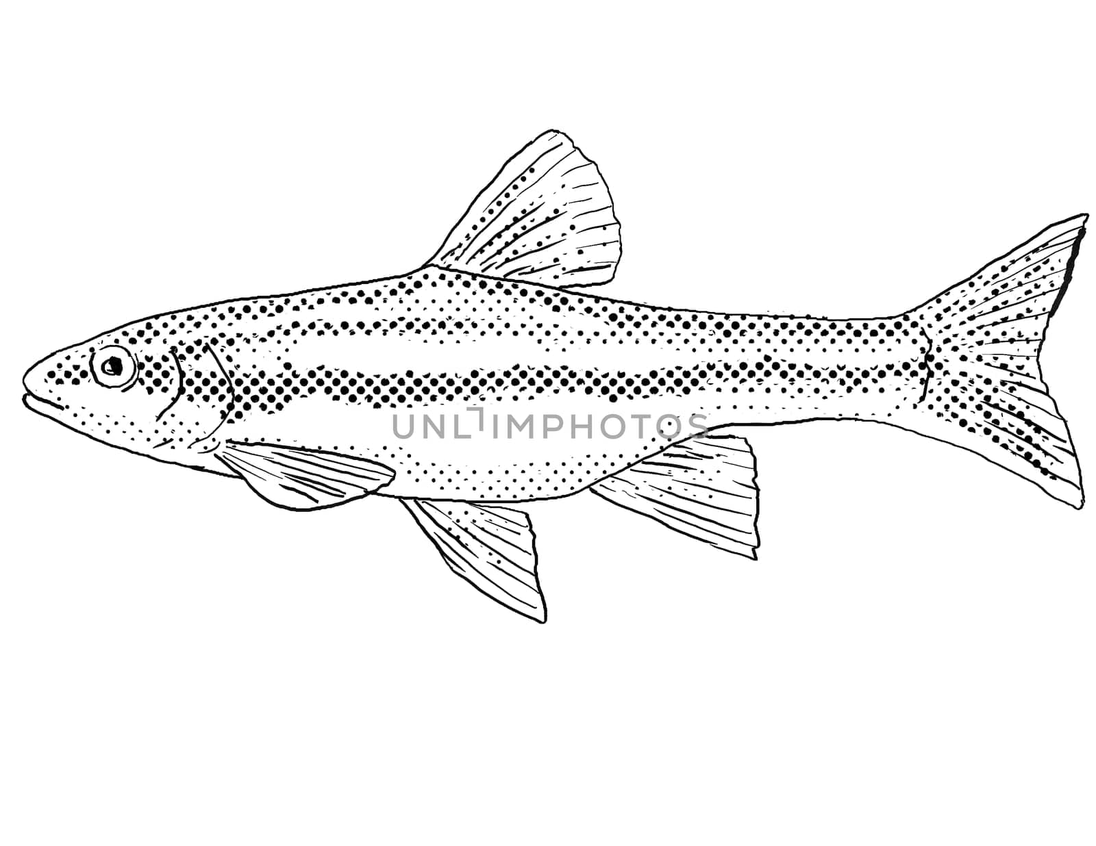 Cartoon style line drawing of a southern redbelly dace or Chrosomus erythrogaster a freshwater fish endemic to North America with halftone dots shading on isolated background in black and white.