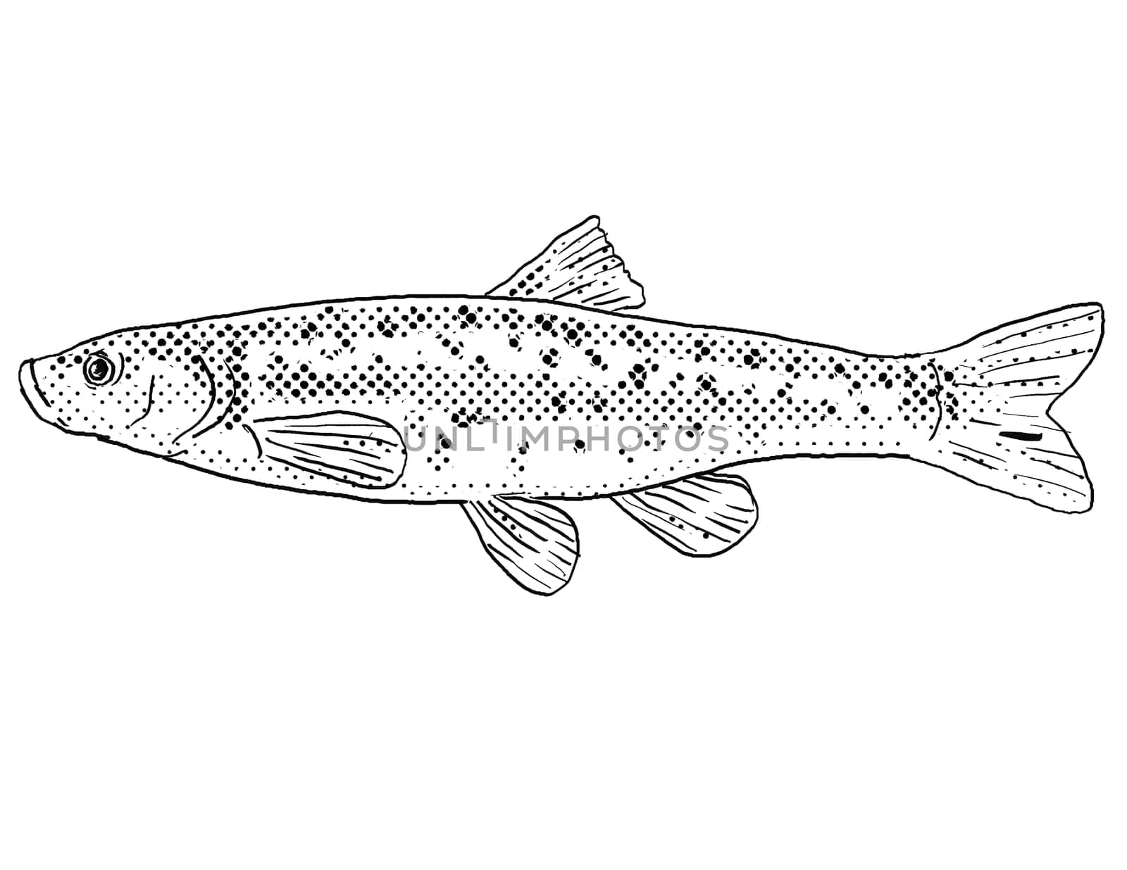 Cartoon style line drawing of a Western blacknose dace or Rhinichthys obtusus a freshwater fish endemic to North America with halftone dots shading on isolated background in black and white.