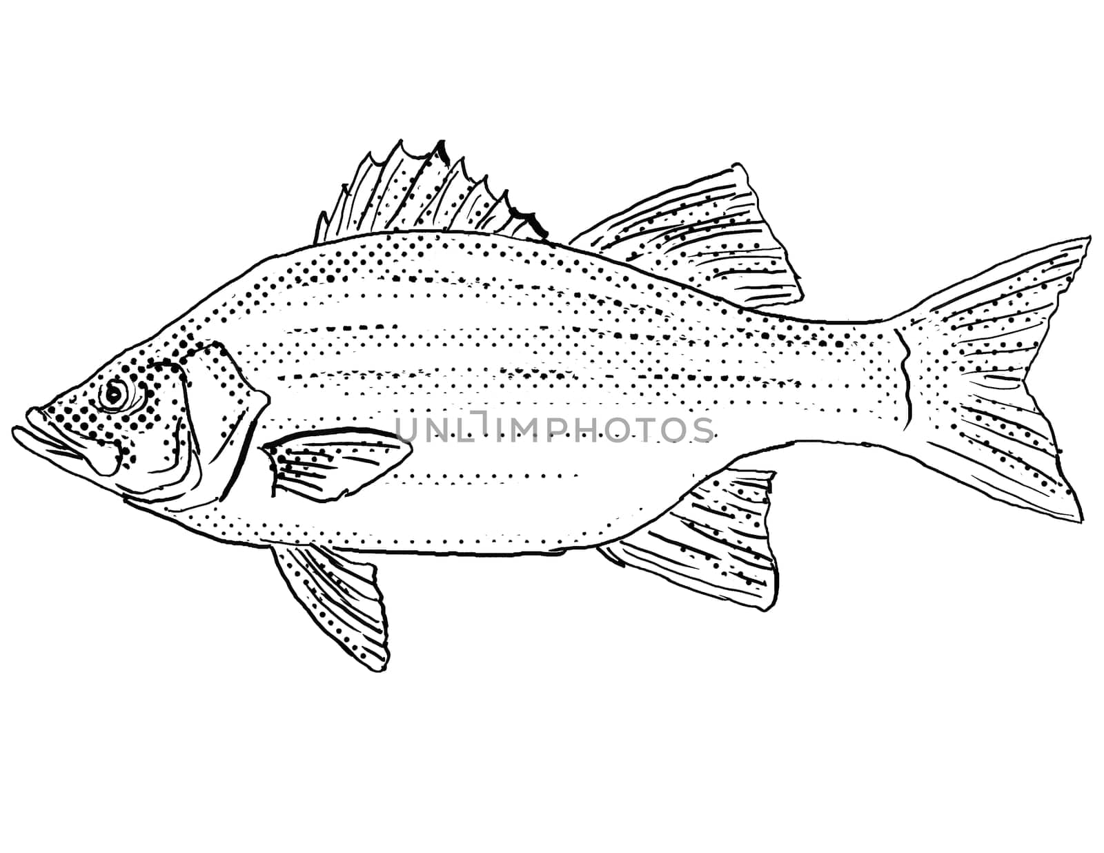 Cartoon style line drawing of a white bass, silver bass or sand bass Morone chrysops a freshwater fish endemic to North America with halftone dots shading on isolated background in black and white.