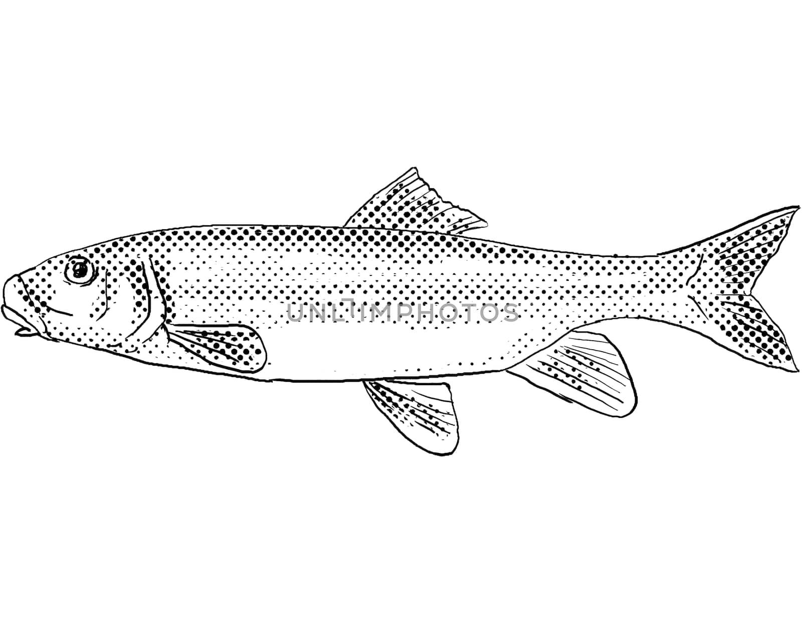 Cartoon style line drawing of a white sucker or Catostomus commersonii a freshwater fish endemic to North America with halftone dots shading on isolated background in black and white.