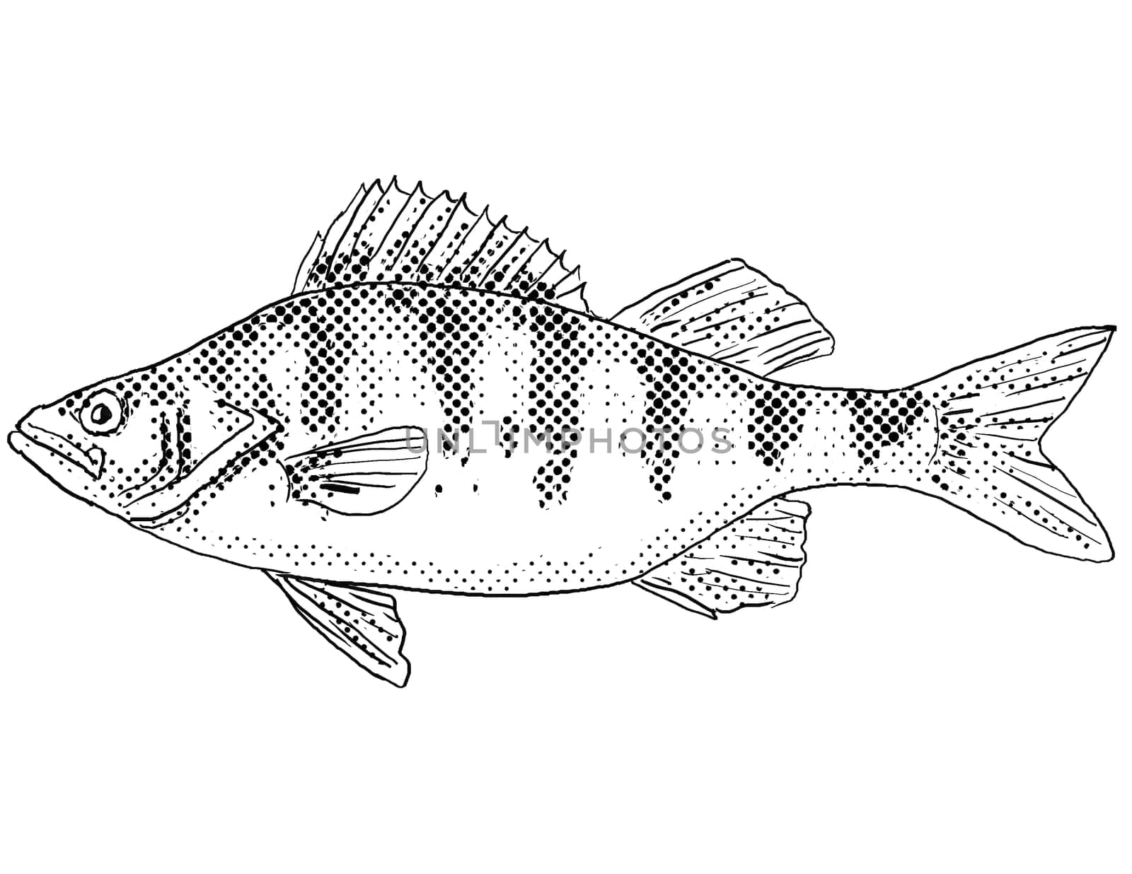 Cartoon style line drawing of a yellow perch Perca flavescens, perch, striped perch, American perch, American river perch or preacher a freshwater fish endemic to North America with halftone dots shading on isolated background in black and white.