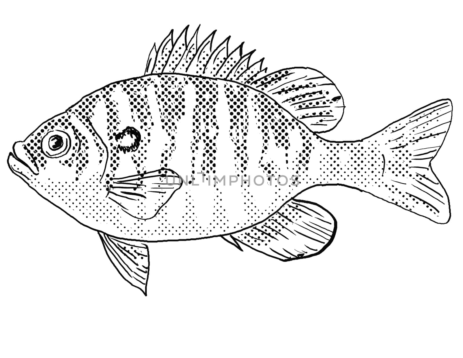 Cartoon style line drawing of a dollar sunfish or Lepomis marginatus freshwater fish endemic to North America with halftone dots shading on isolated background in black and white.
