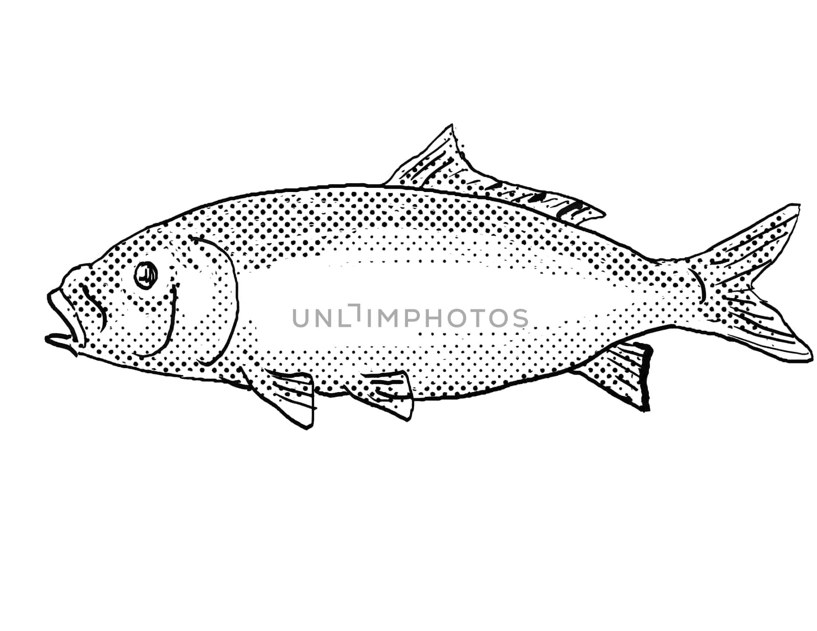 Cartoon style drawing of a bigmouth buffalo or Ictiobus cyprinellus freshwater fish found in North America with halftone dots on isolated background in black and white.