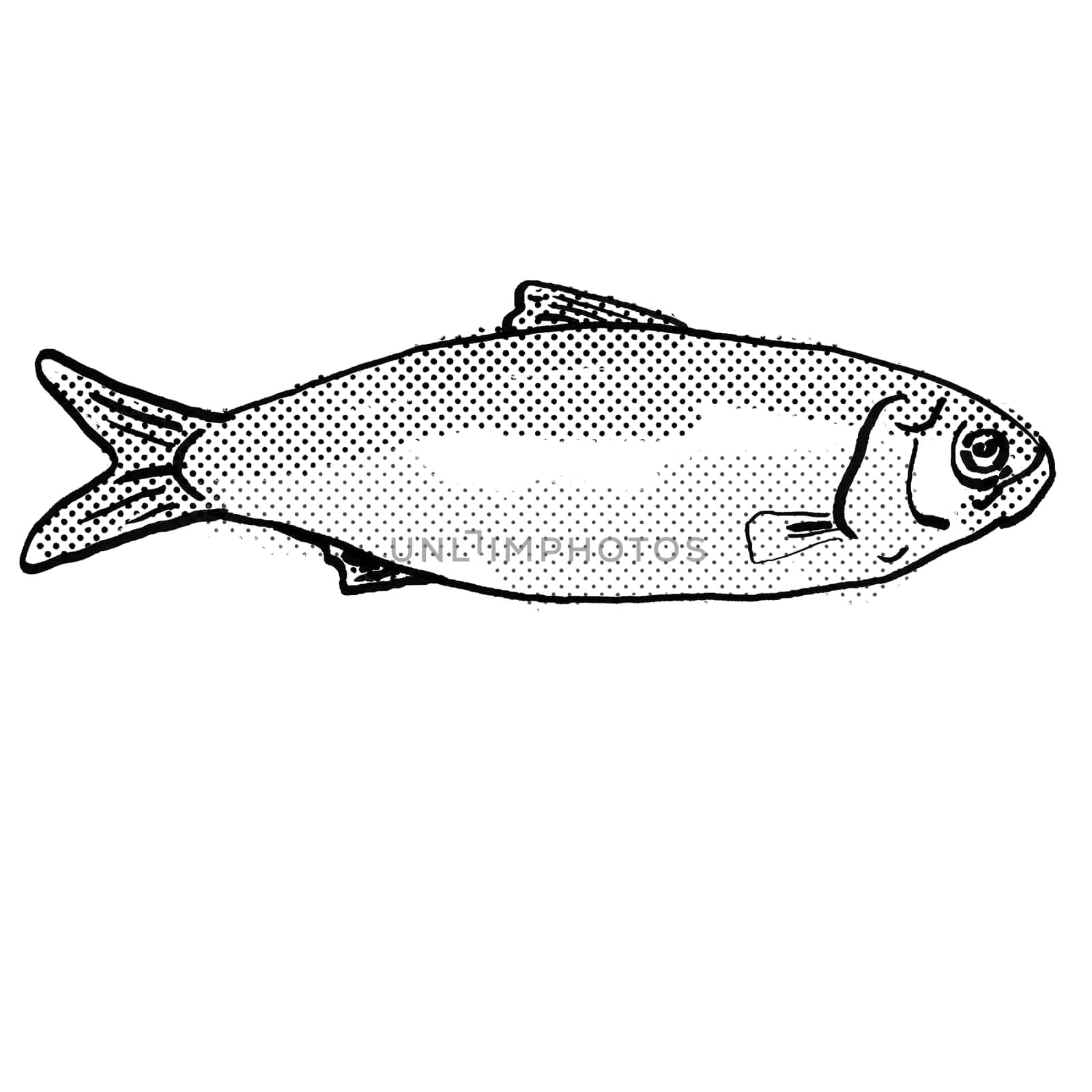 Cartoon style drawing of an alewife or Alosa pseudoharengus freshwater fish found in North America with halftone dots on isolated background in black and white.