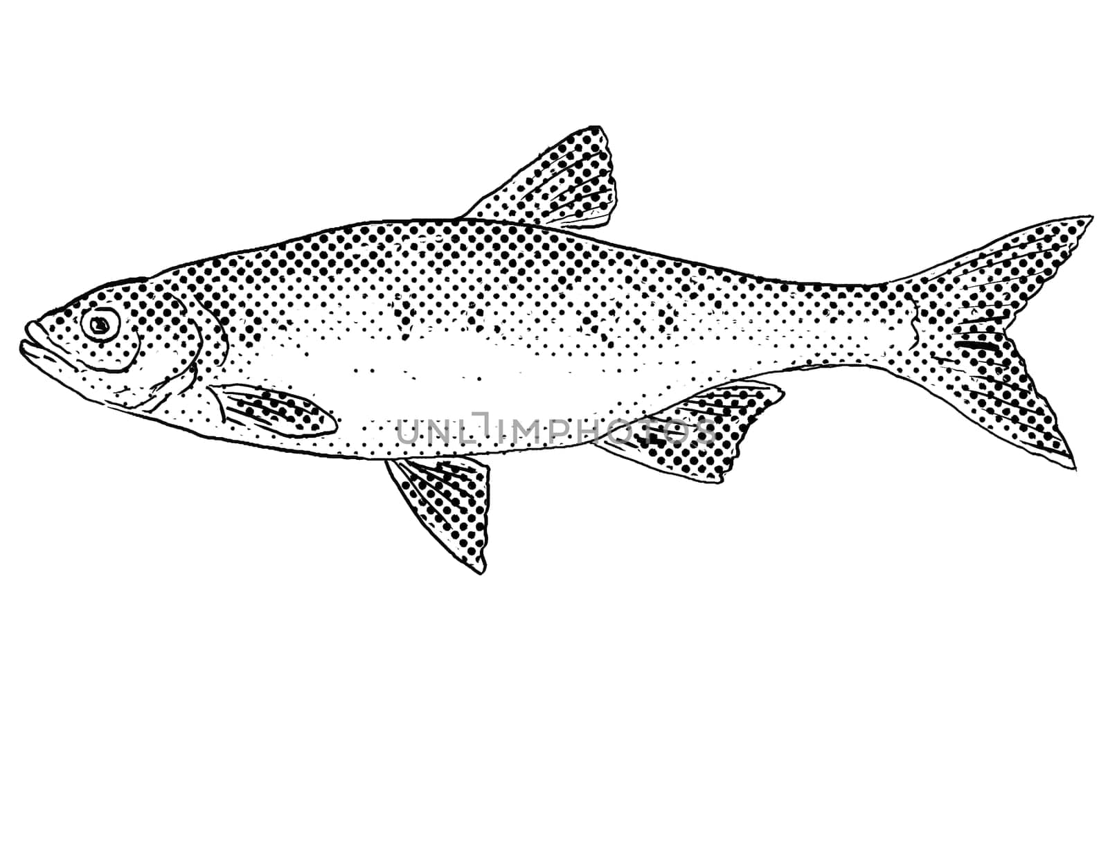 Cartoon style line drawing of a redfin shiner or Lythrurus umbratilis a freshwater fish endemic to North America with halftone dots shading on isolated background in black and white.