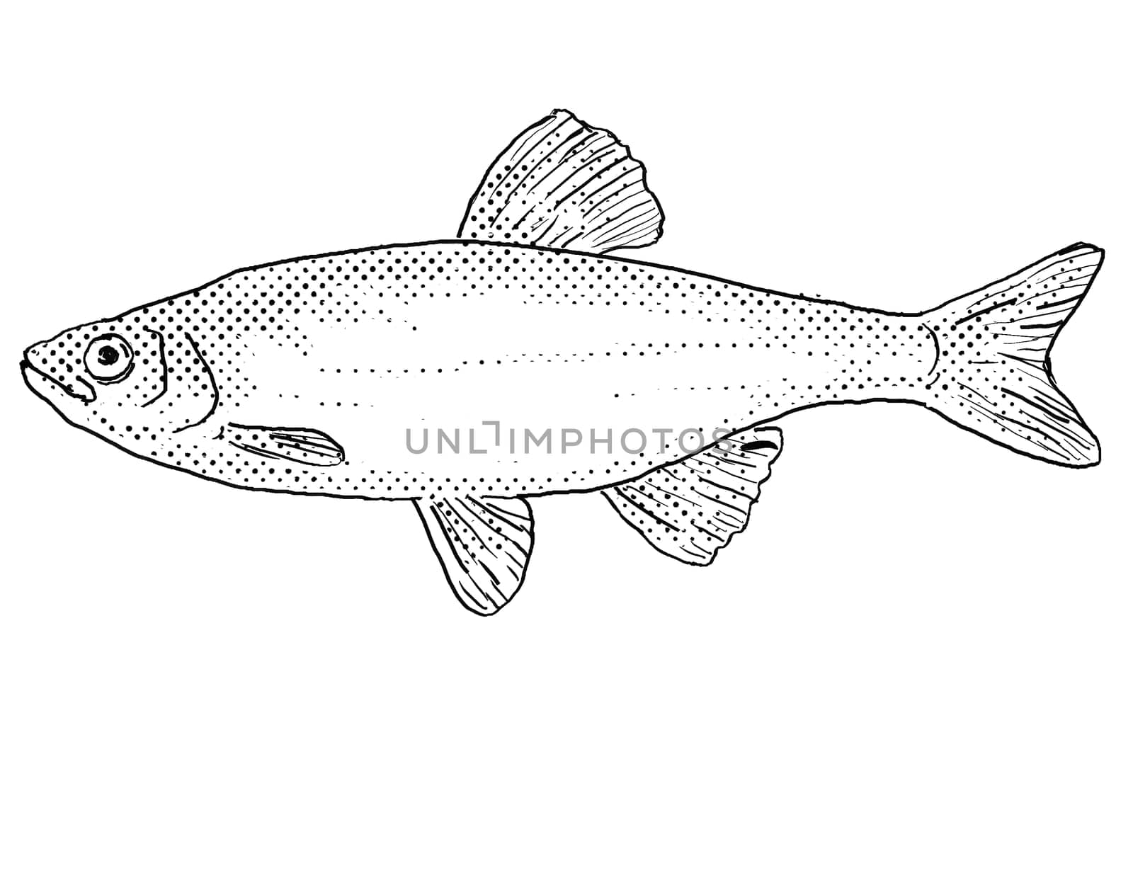 Cartoon style line drawing of a spotfin shiner or Cyprinella spiloptera freshwater fish endemic to North America with halftone dots shading on isolated background in black and white.