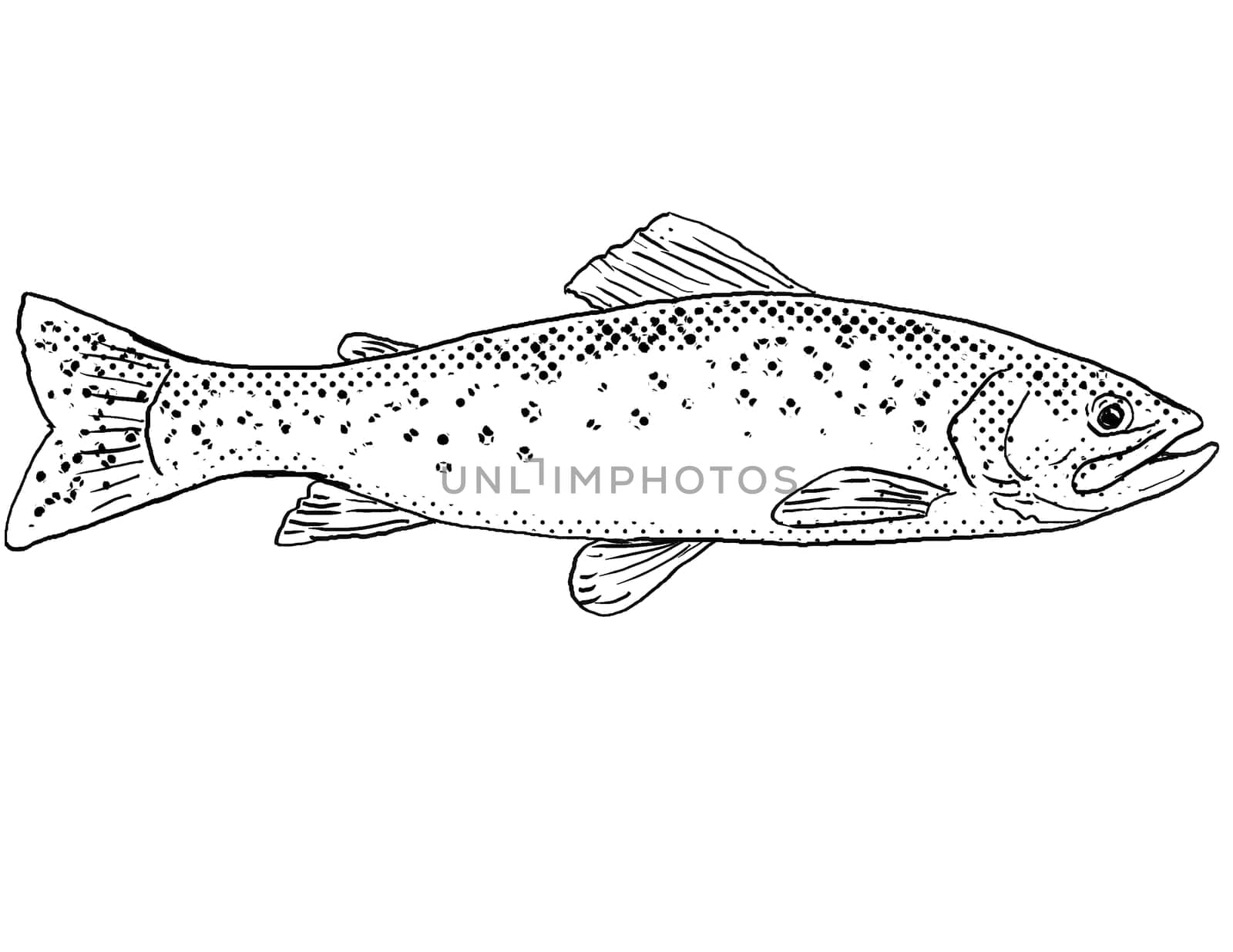 Cartoon style line drawing of a westslope cutthroat trout or Oncorhynchus clarkii lewisi a freshwater fish endemic to North America with halftone dots shading on isolated background in black and white.