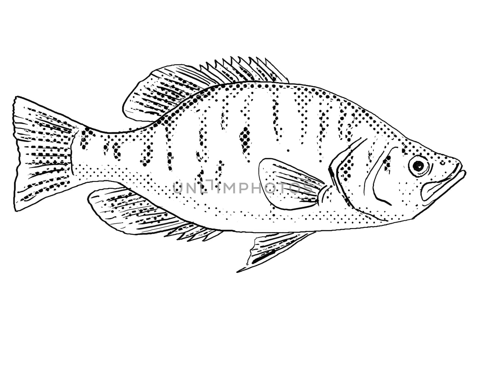 Cartoon style line drawing of a white crappie Pomoxis annularis, goldring or  silver perch a freshwater fish endemic to North America with halftone dots shading on isolated background in black and white.