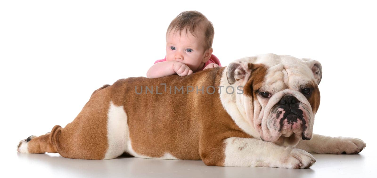 baby with bulldog isolated on white background