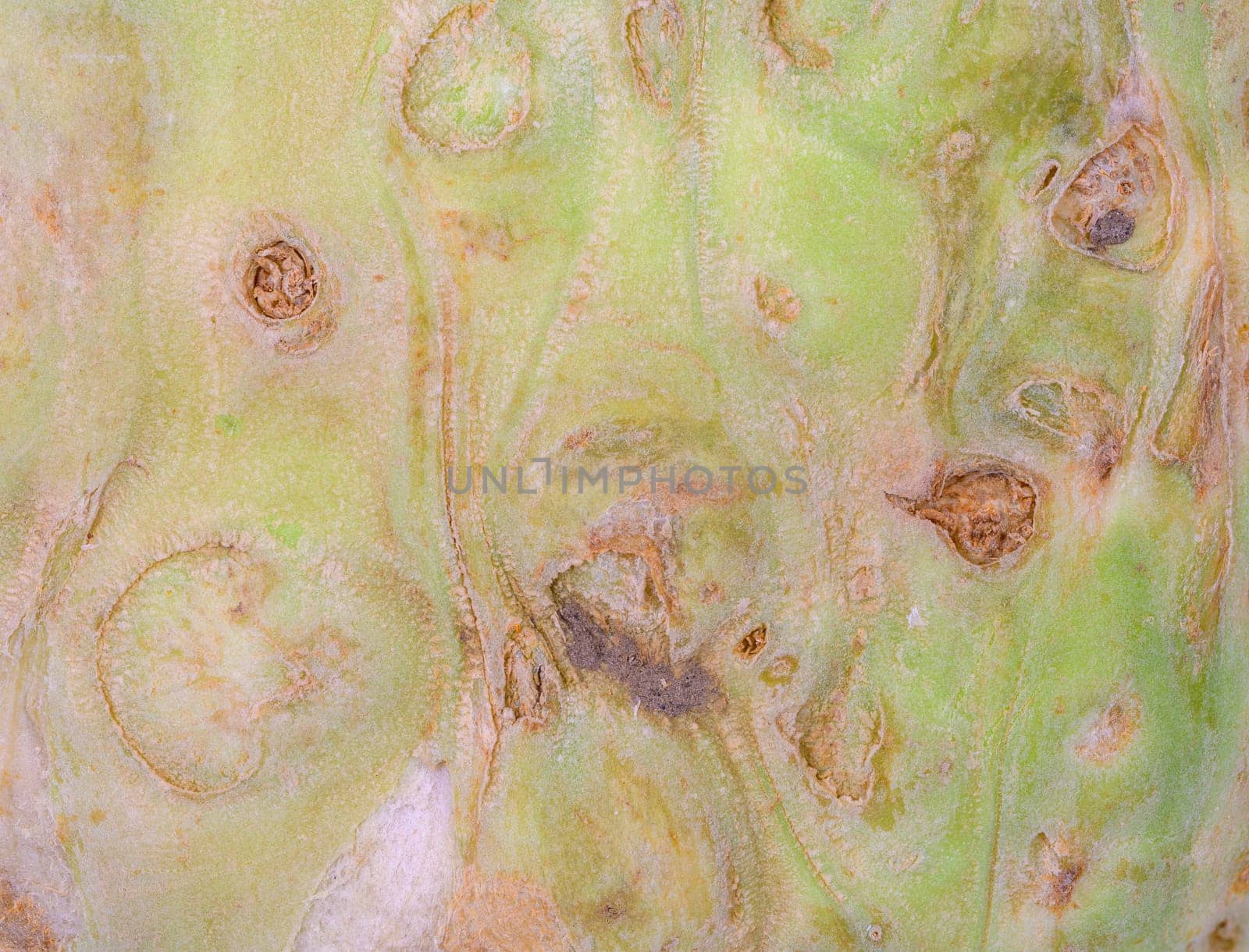 Abstract macro background of a celery root