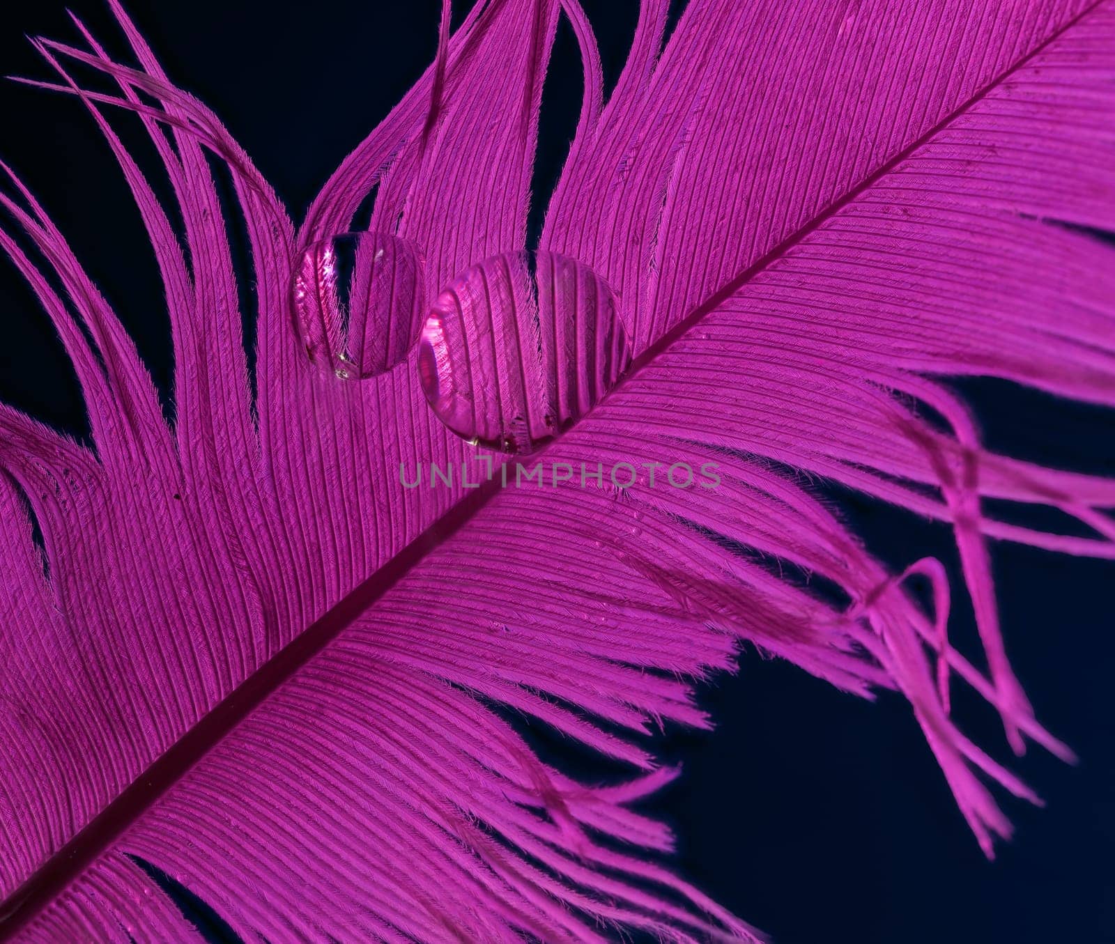 Macro of a waterdrop on a purple feather