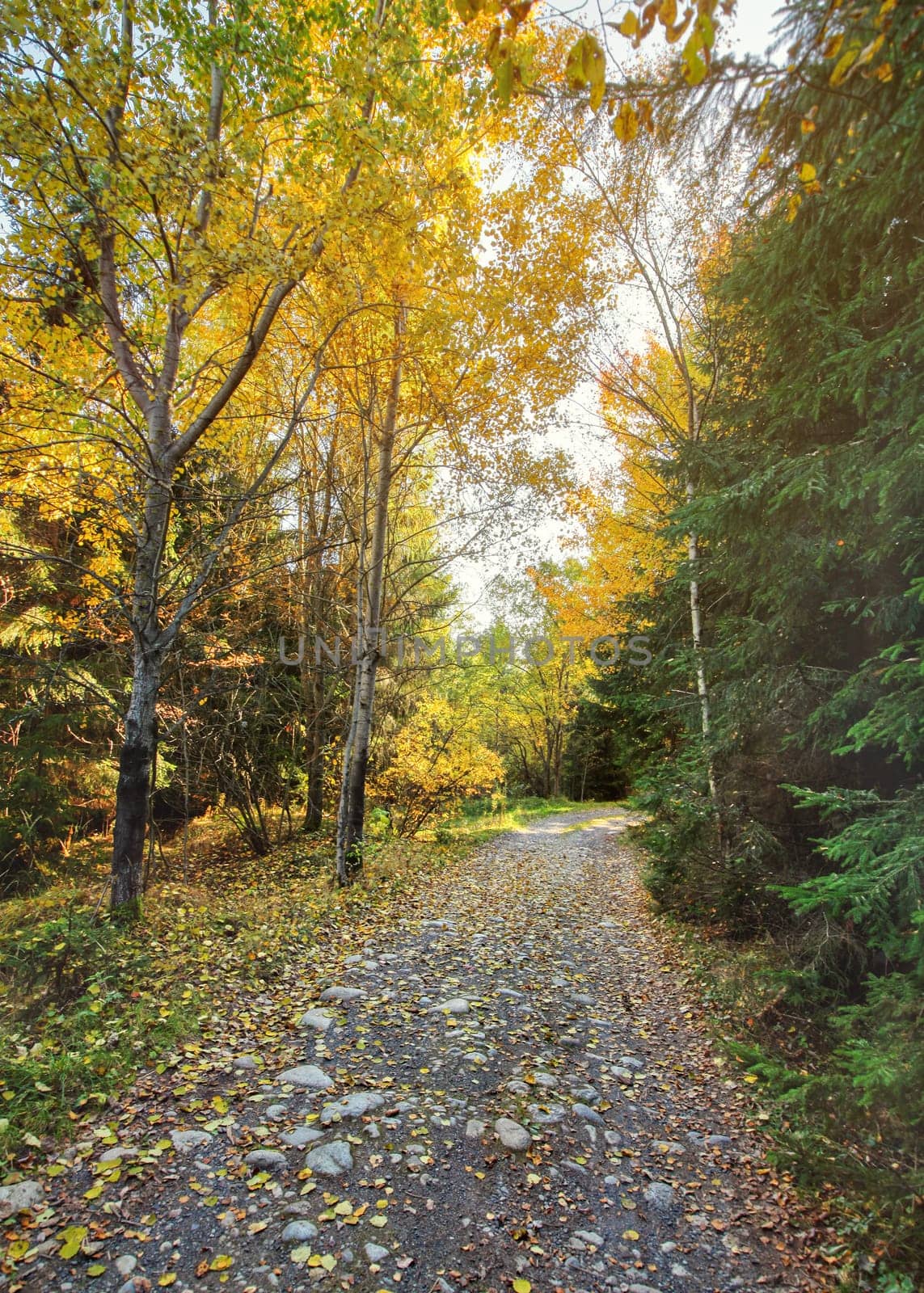Dust and rock forest road, autumn coloured trees on both sides, sun backlight in background