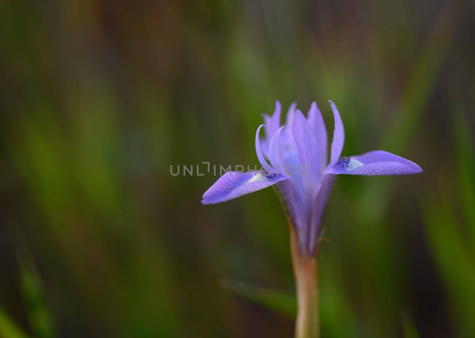 A stunning purple flower stands alone amid lush green grass, catching the soft glow of the sun as it begins to set. Nature's beauty is captured in this serene moment.