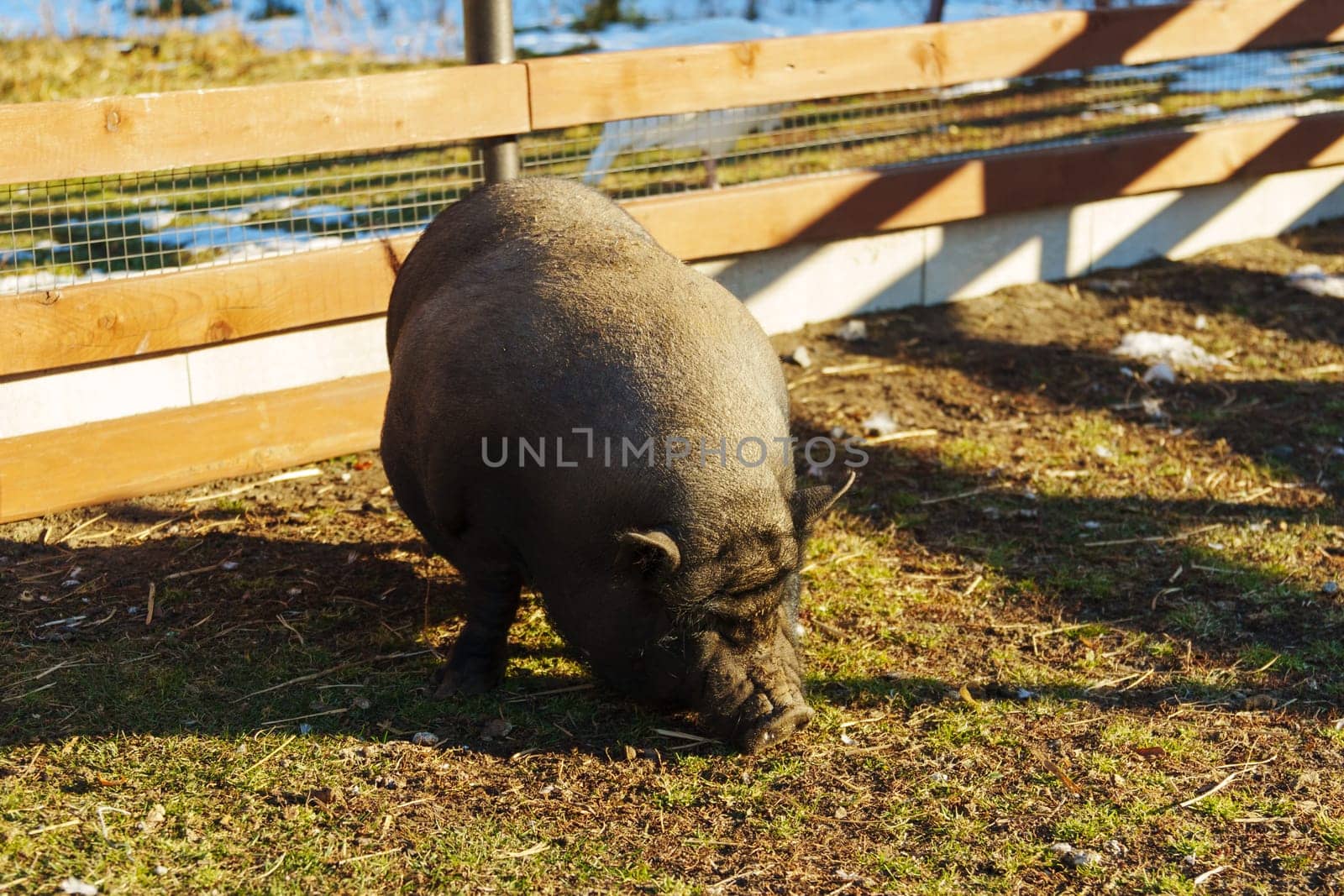 Curiously foraging pig explores the earthy patch during a sunny afternoon in the countryside