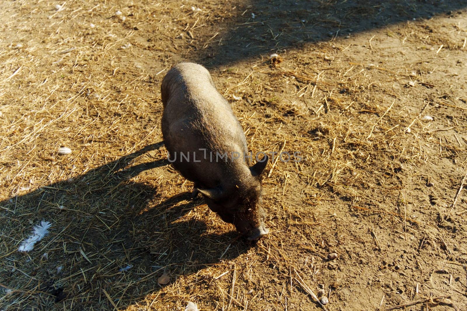 A small pig wanders happily through a farmyard, rummaging through straw under the warm sun.