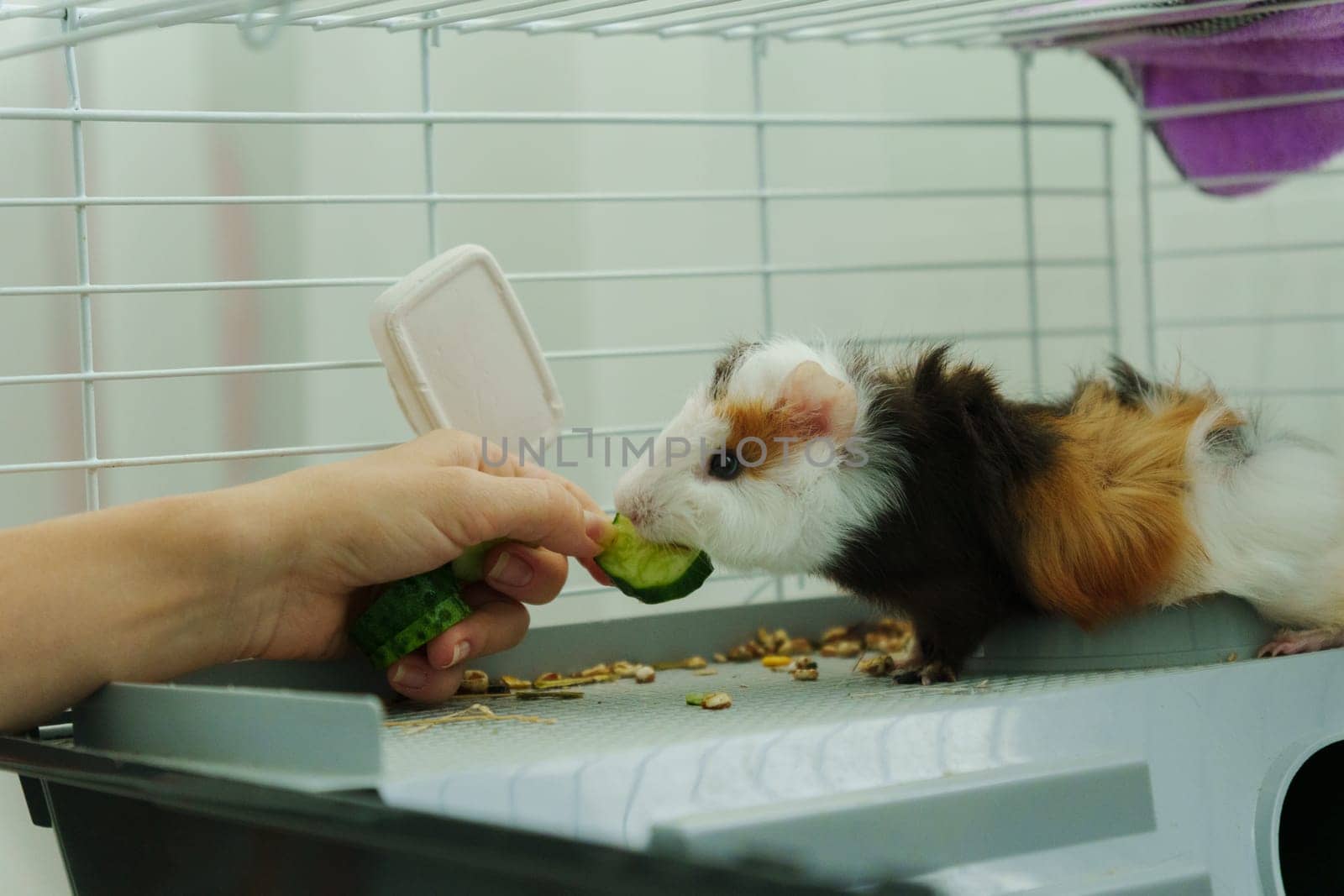 In a cozy corner, a curious guinea pig peeks out of its shelter, excitedly reaching for a refreshing cucumber