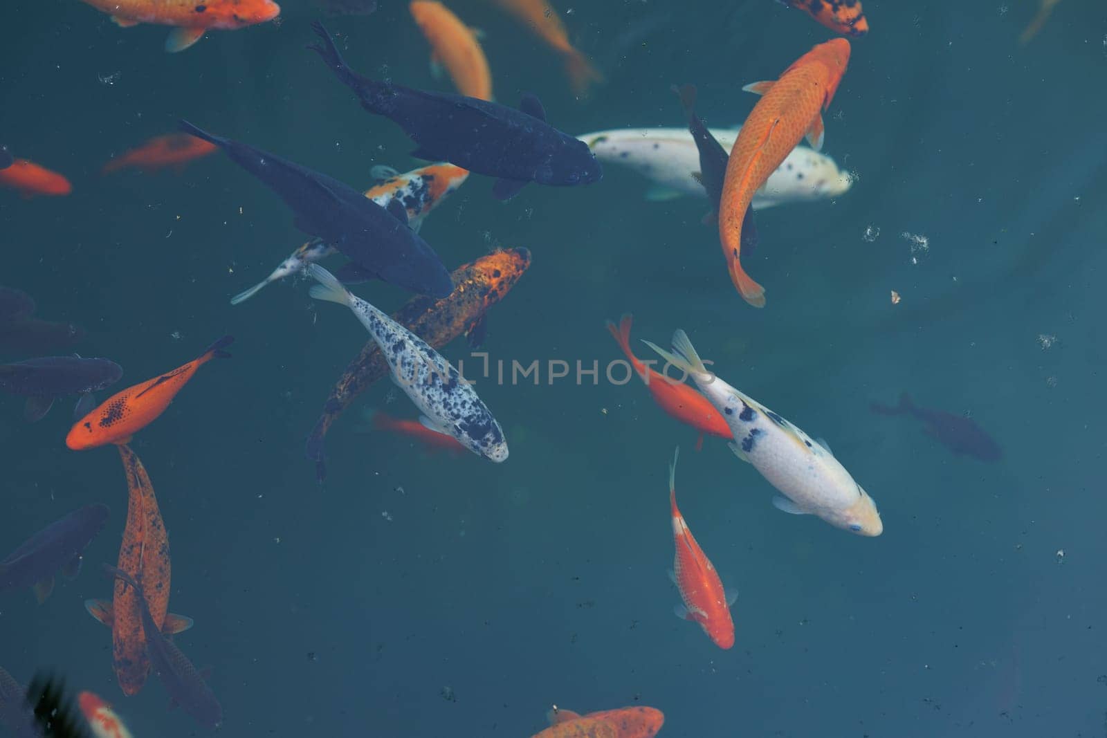 Colorful carp of koi floating in a pond. A flock of fish in the water. flat lay. top view. High quality photo