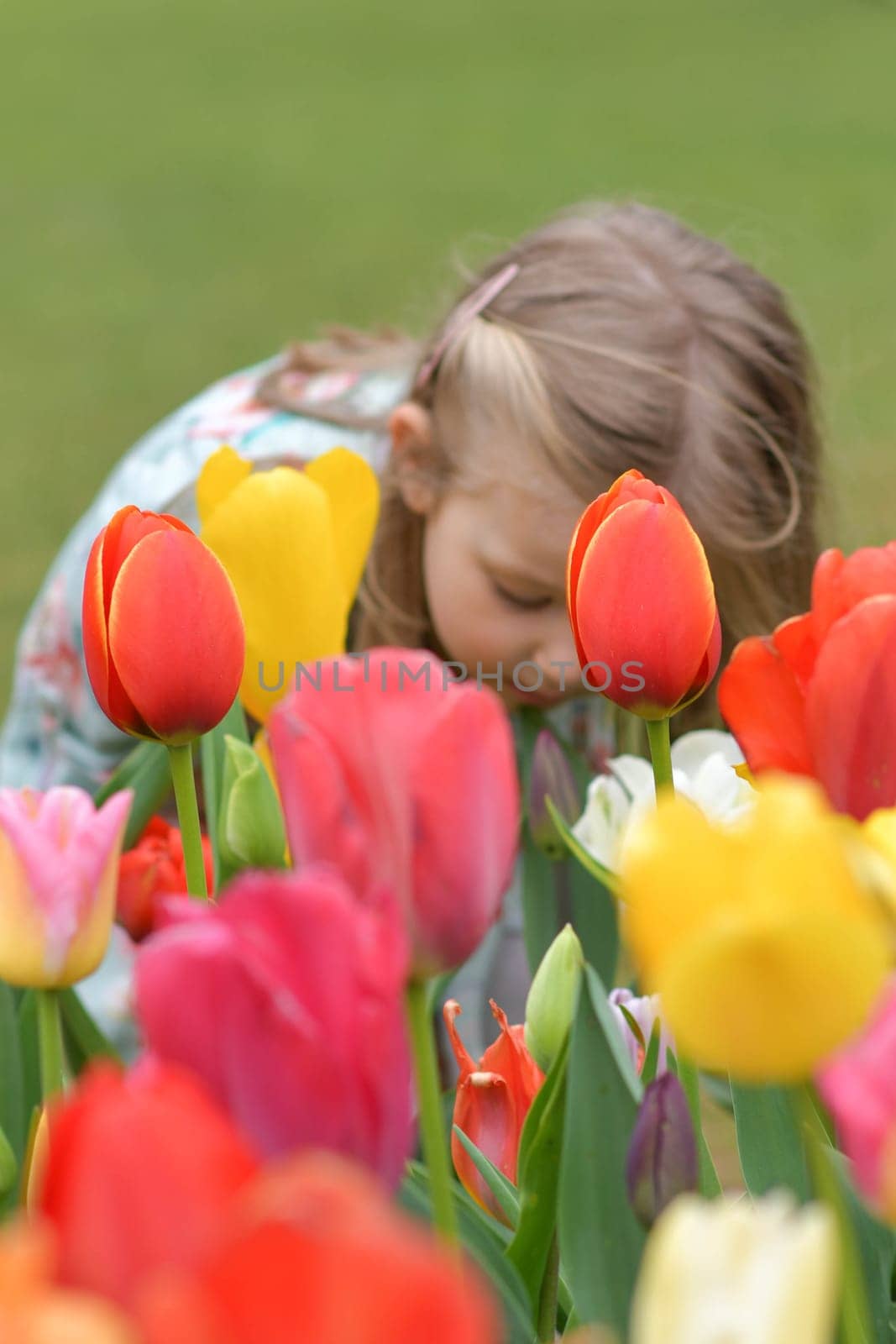 A child girl smelling in a park with the tulips