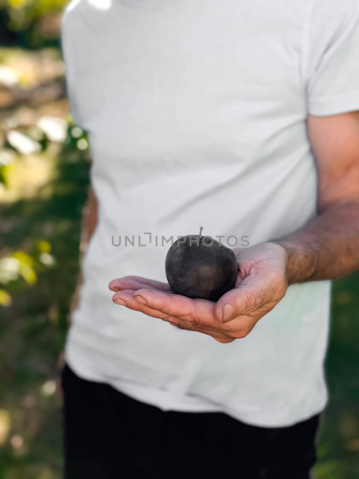 Caucasian male holding black apple outdoors in summer garden.