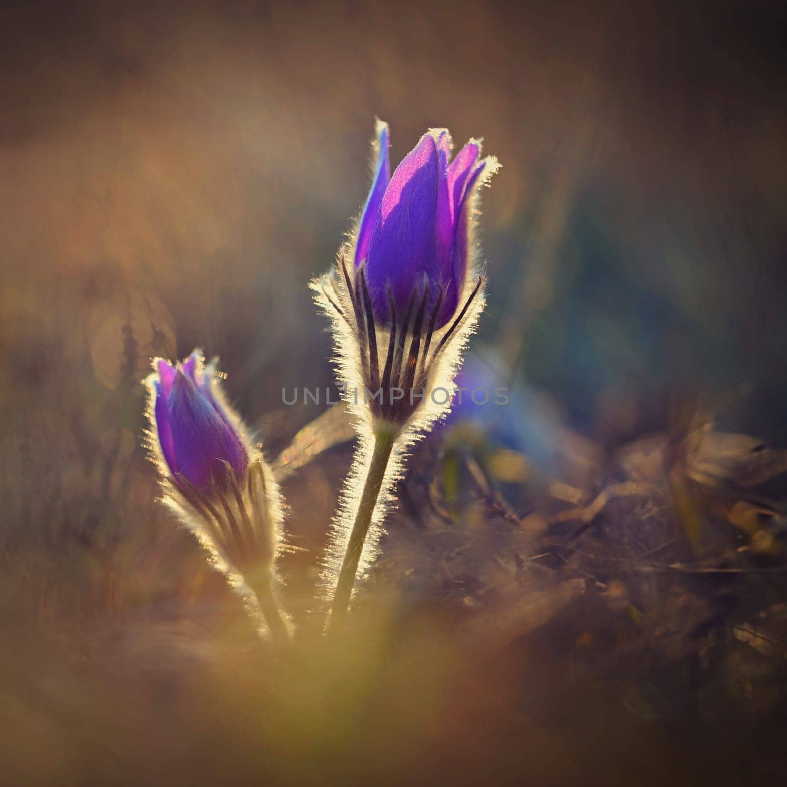 Spring background with flower. Beautiful nature at sunset in spring time. Pasque flower (Pulsatilla grandis)