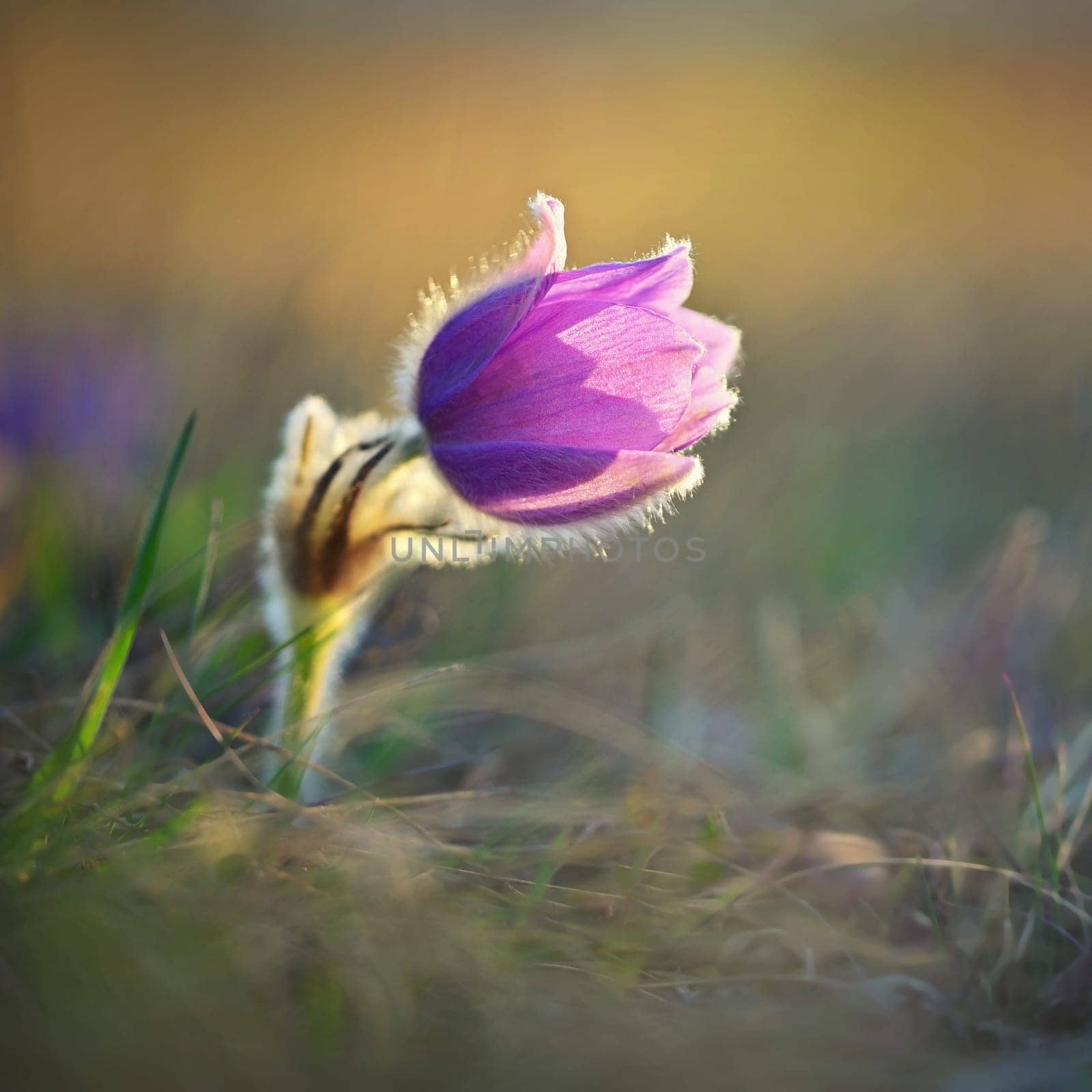 Spring background with flower. Beautiful nature at sunset in spring time. Pasque flower (Pulsatilla grandis)