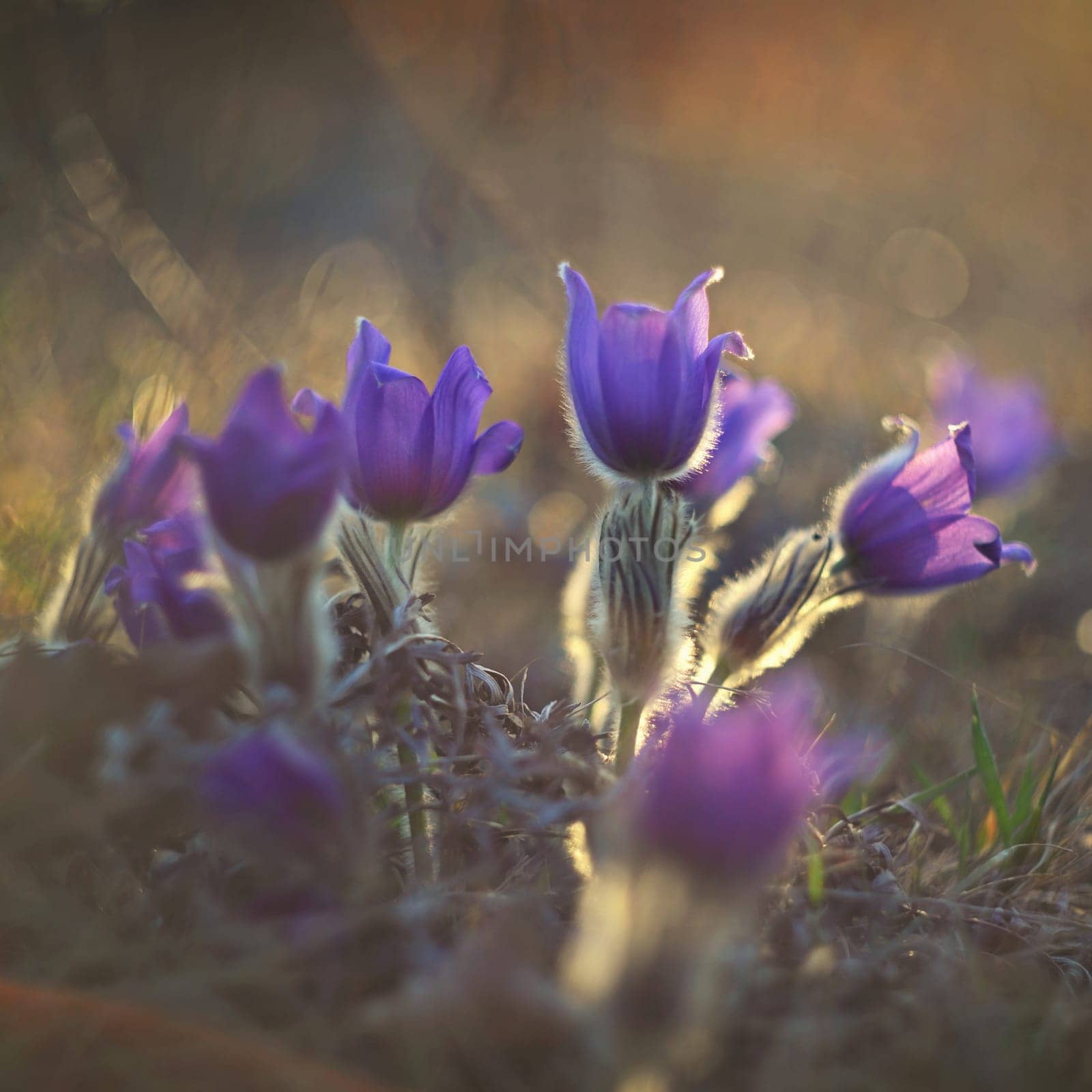 Spring flower. Nature with meadow and sunset. Seasonal concept for springtime. Beautifully blossoming pasque flower and sun with a natural colored background. (Pulsatilla grandis)