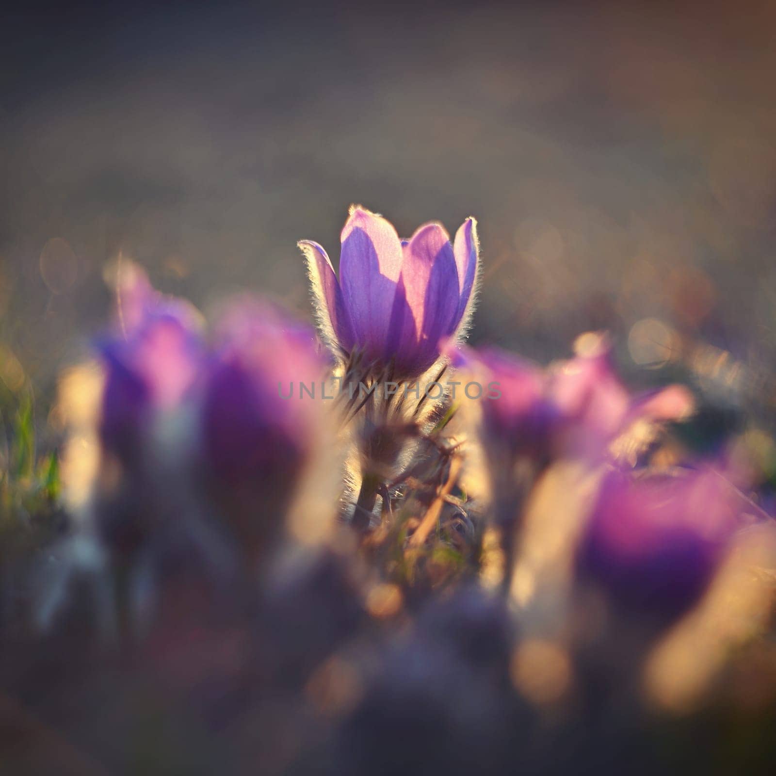 Spring flowers. Beautifully blossoming pasque flower and sun with a natural colored background. (Pulsatilla grandis)