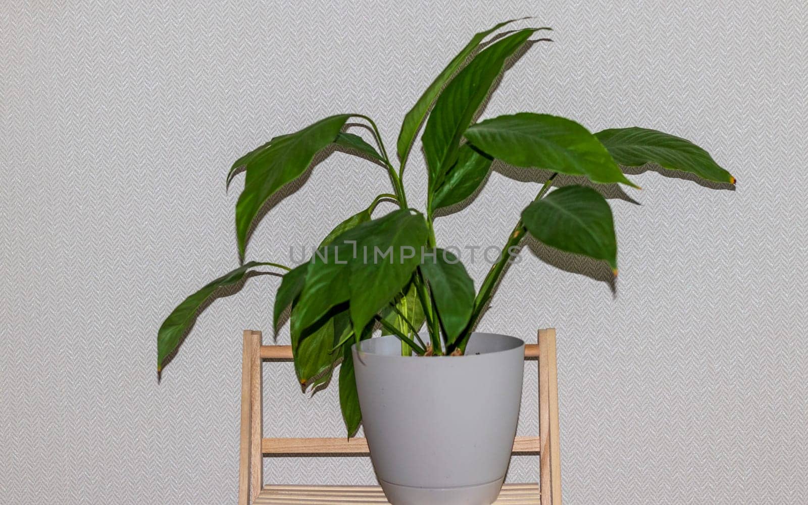 Indoor house plant on the decorative shelf