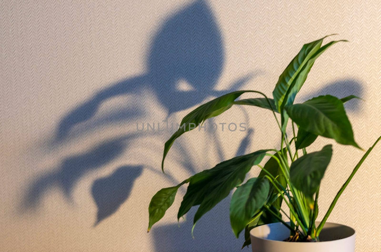 Indoor house plant casting shadow to the wall behind