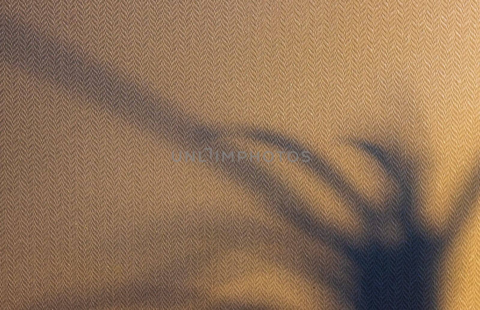 Indoor house plant casting shadow to the wall behind