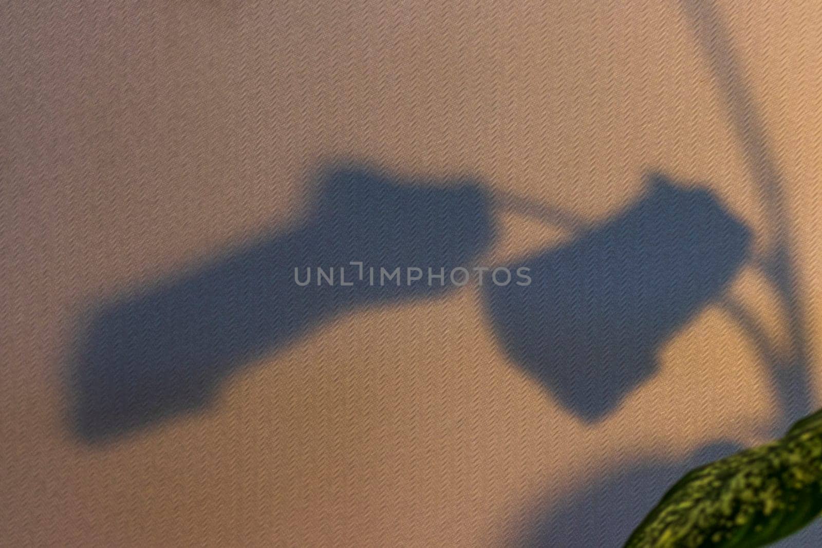 Indoor house plant casting shadow to the wall behind