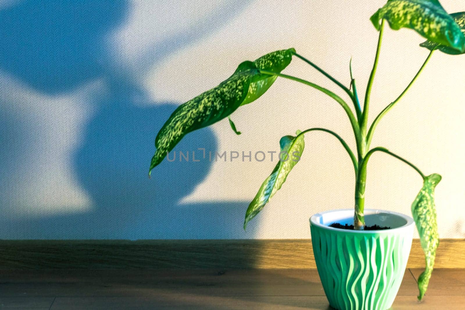 Indoor house plant casting shadow to the wall behind