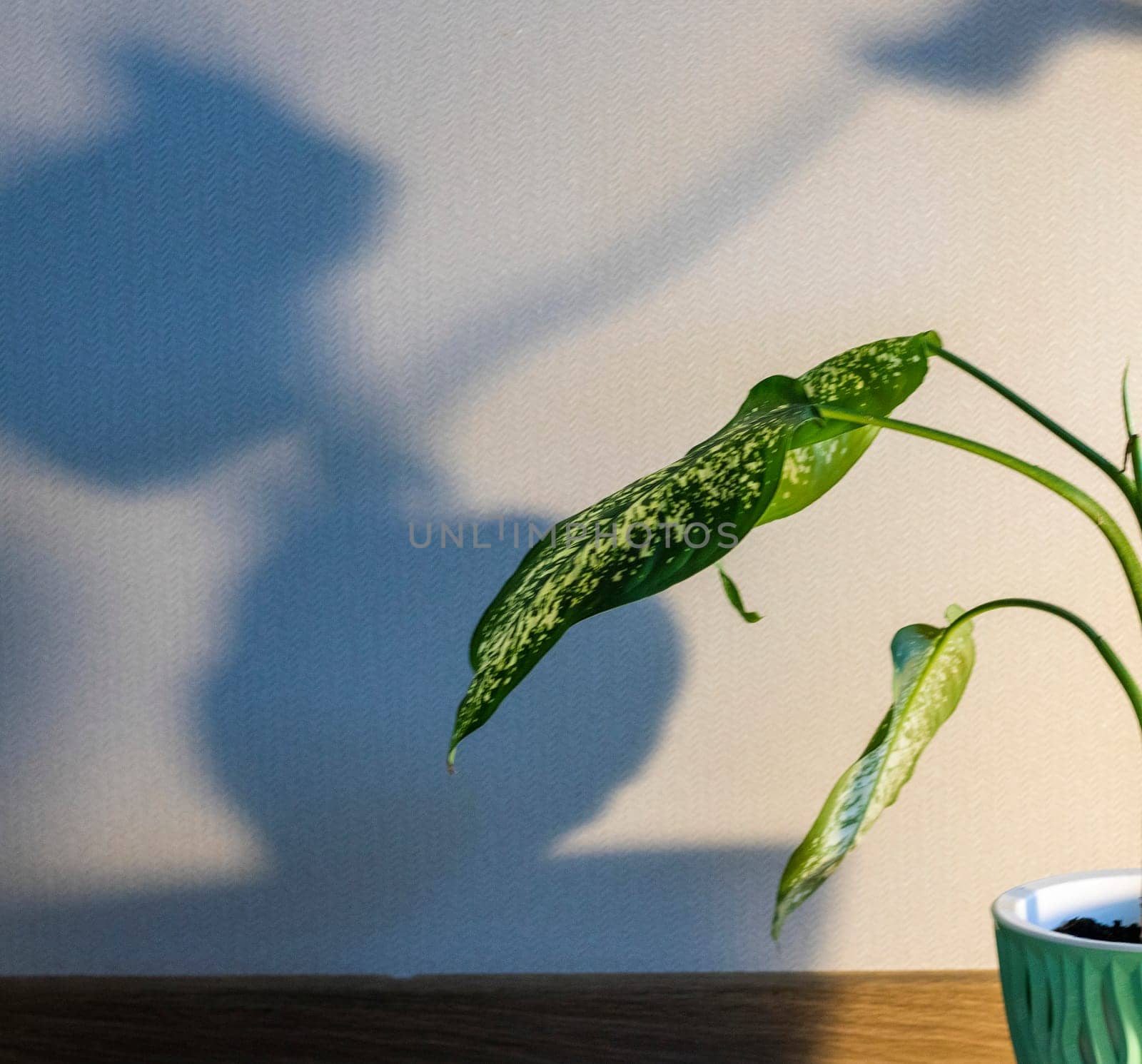 Indoor house plant casting shadow to the wall behind