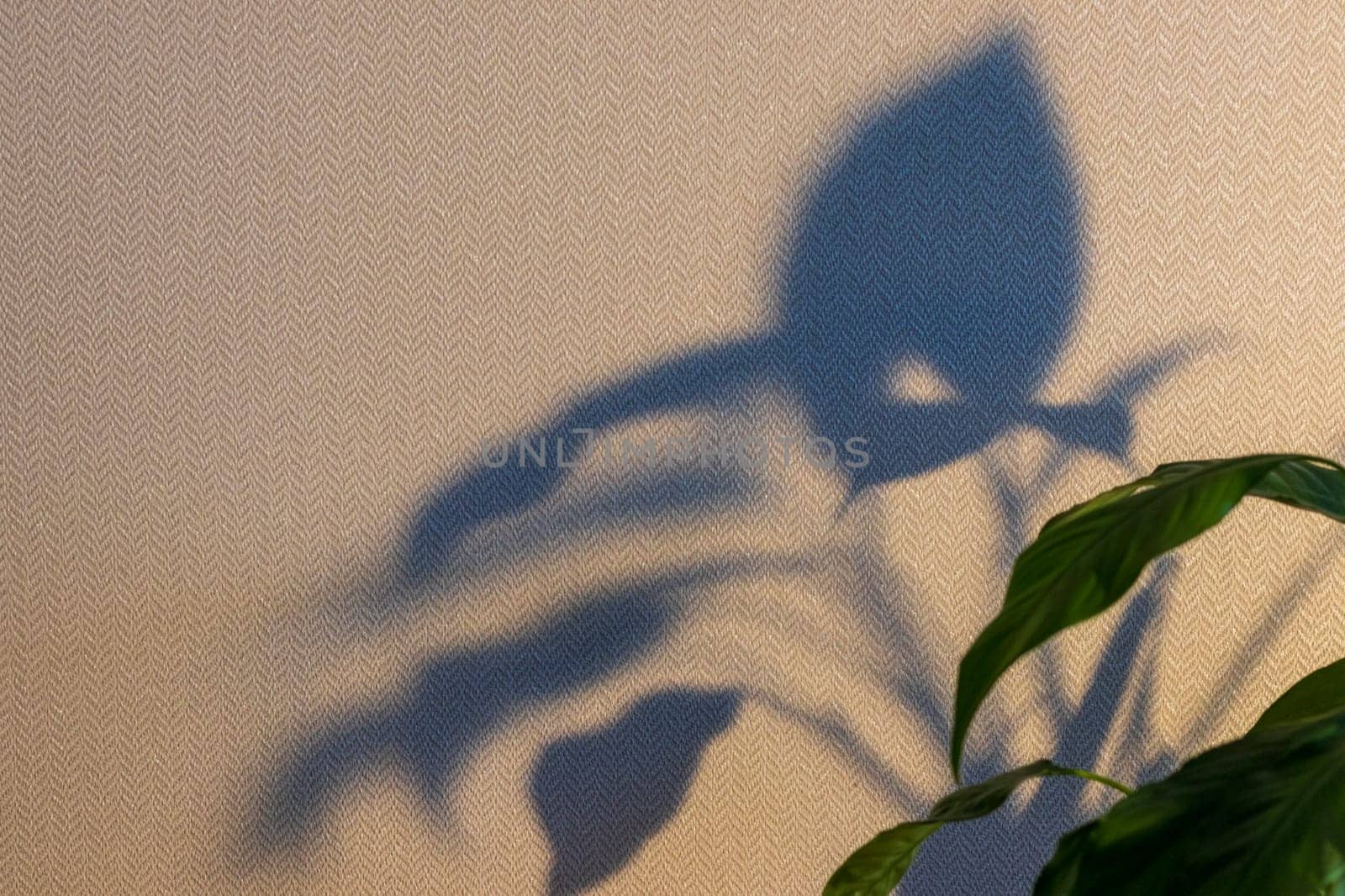 Indoor house plant casting shadow to the wall behind