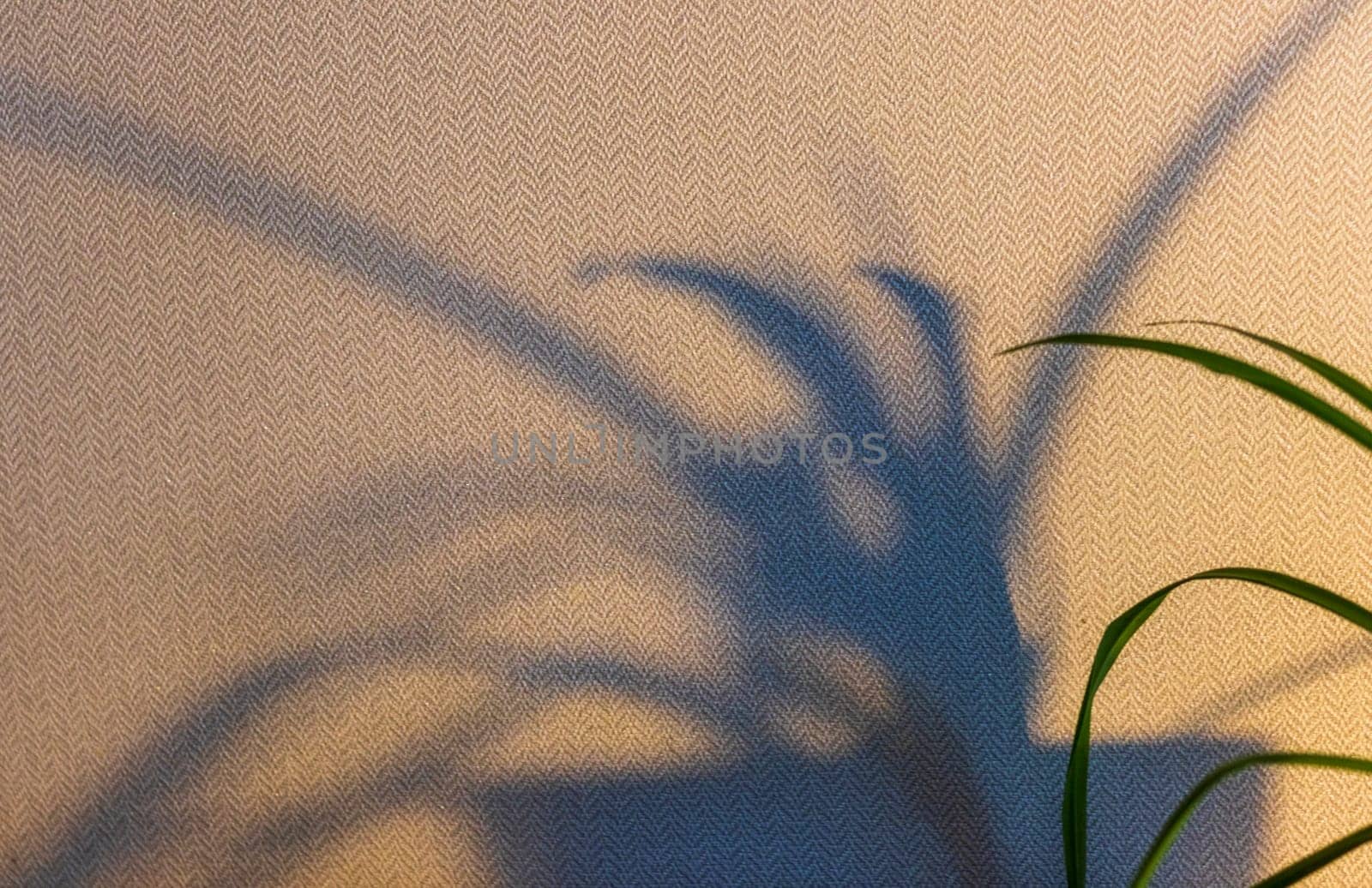 Indoor house plant casting shadow to the wall behind