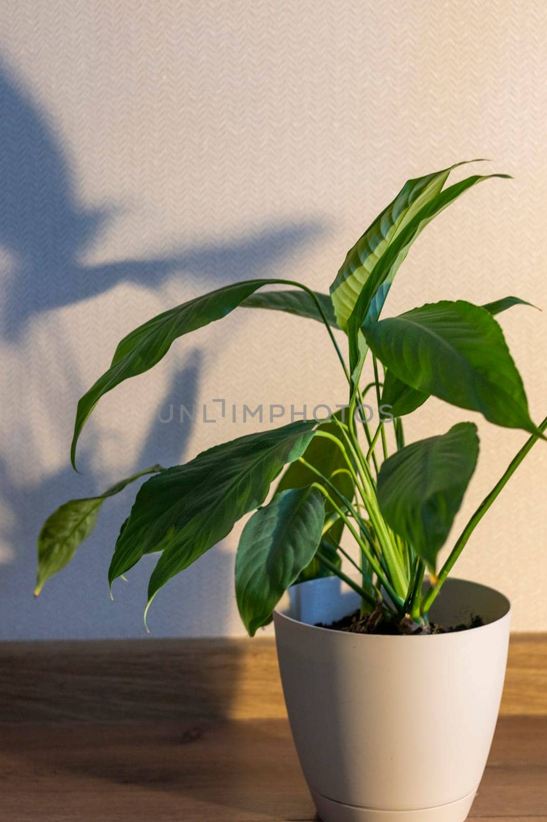 Indoor house plant casting shadow to the wall behind