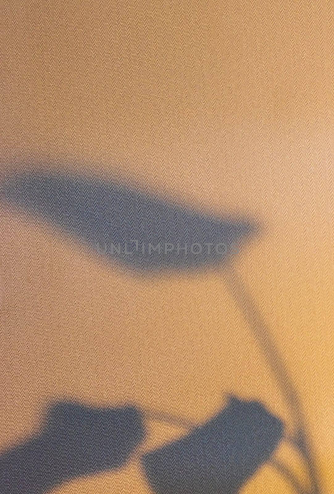 Indoor house plant casting shadow to the wall behind